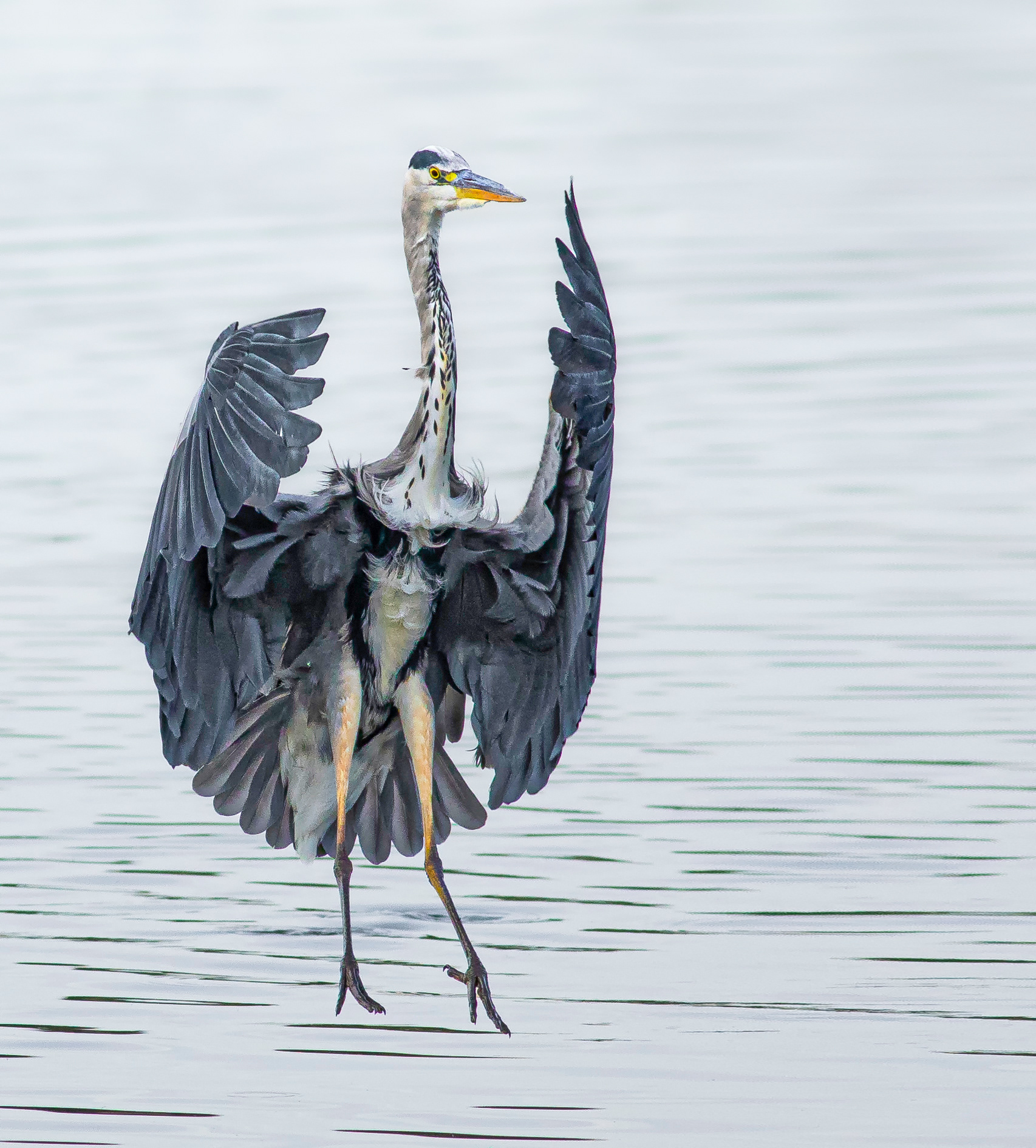 Grey Heron Descent