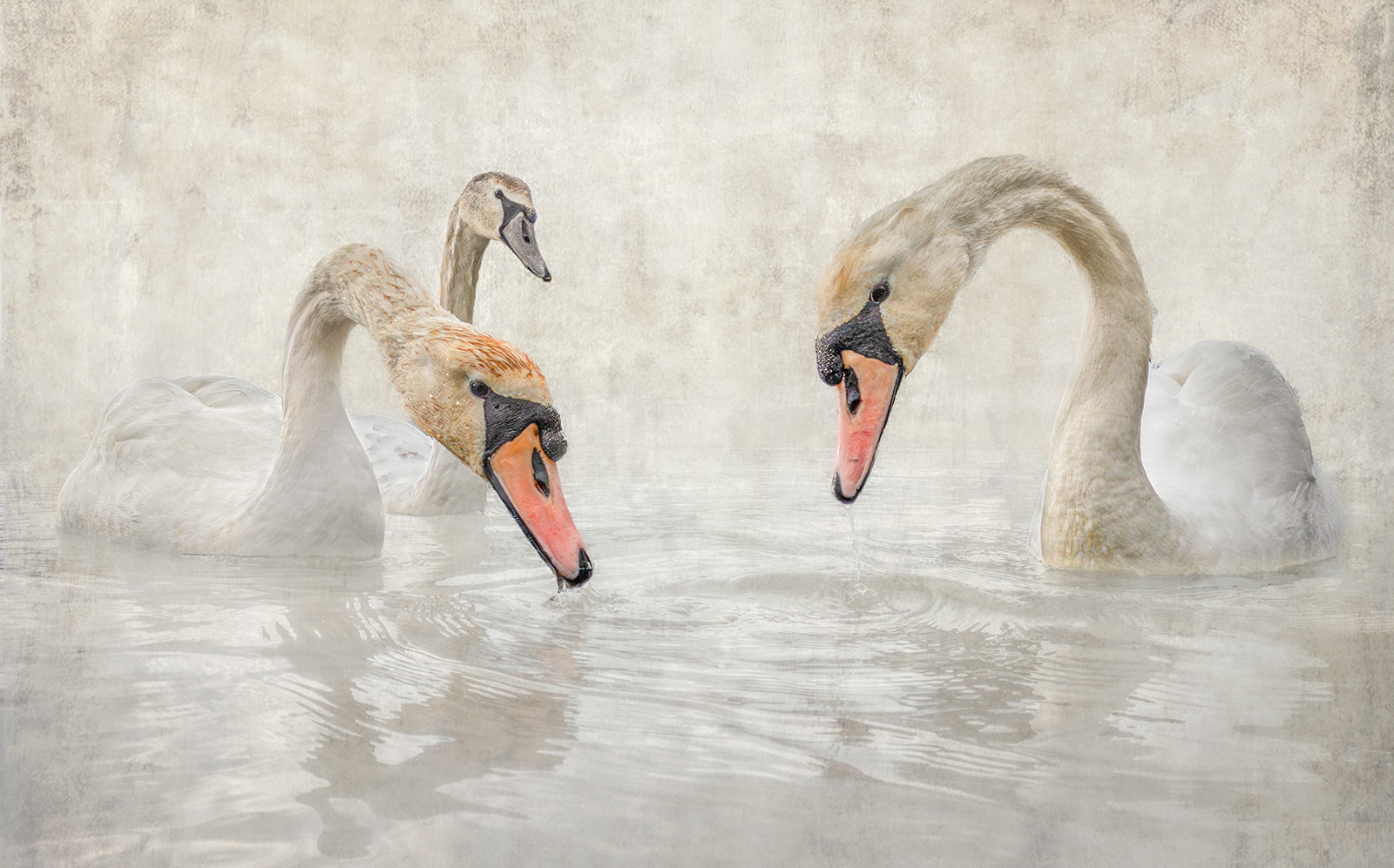 Swans