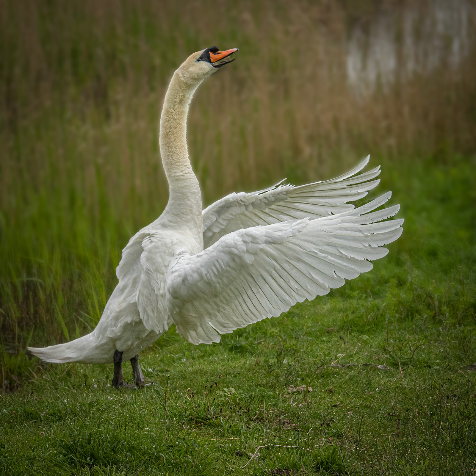 Mute Swan