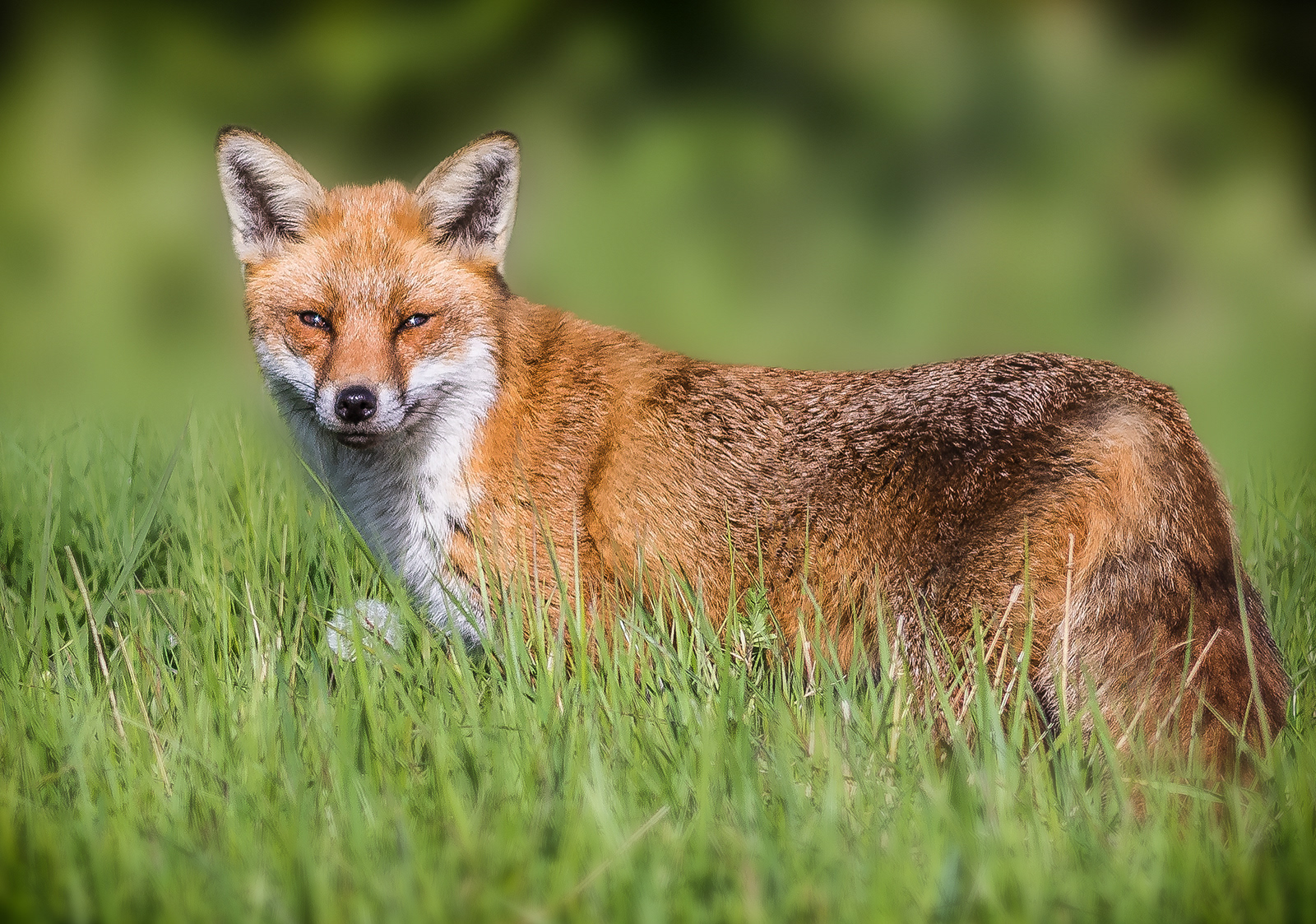 Fox