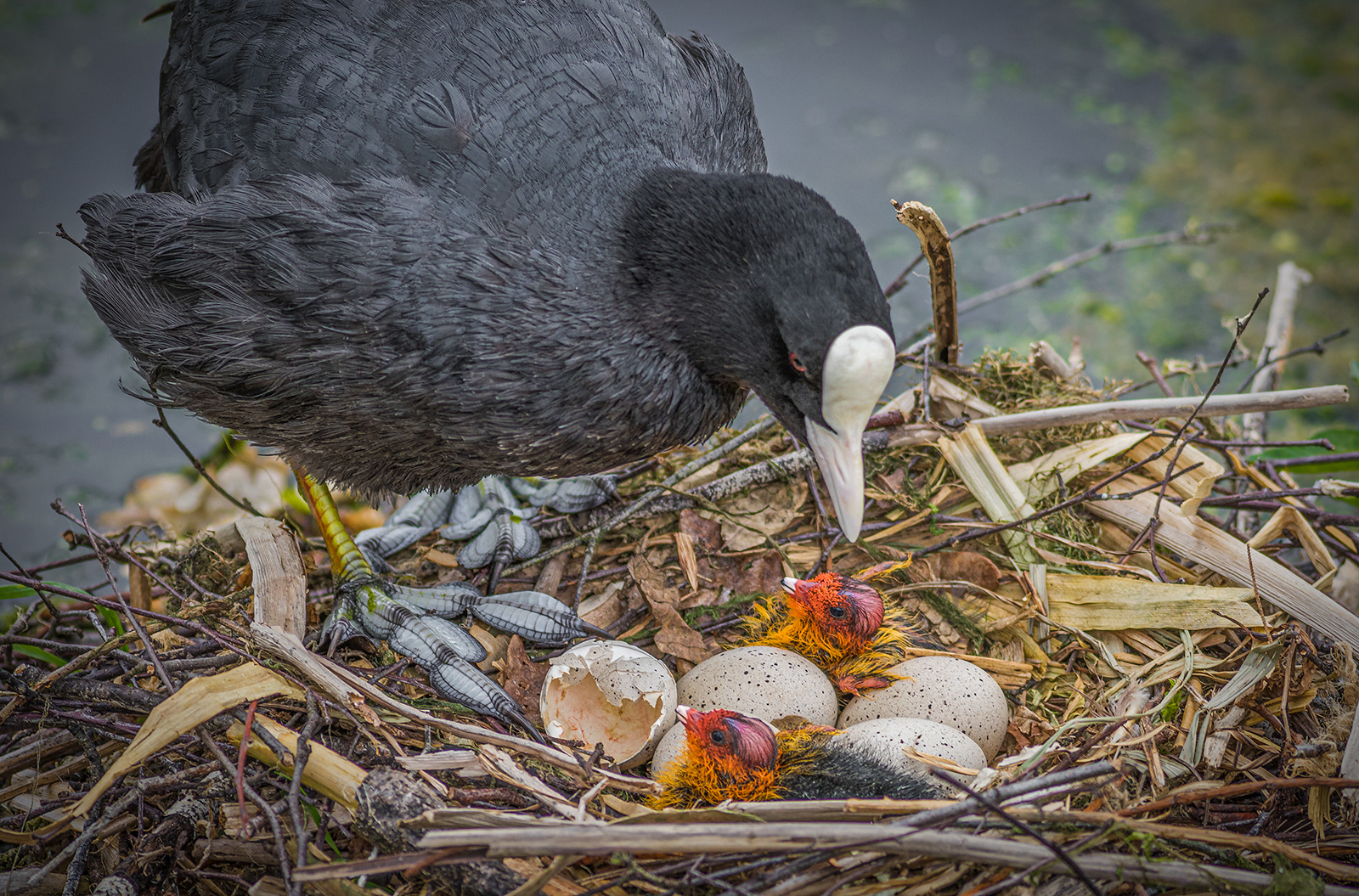 Coot With Hatchlings