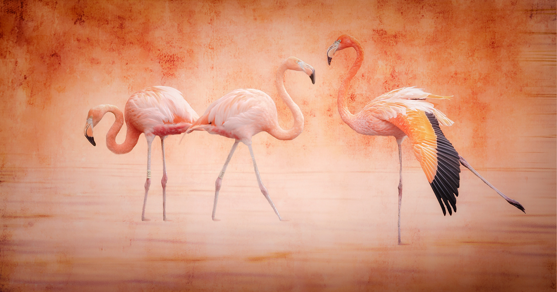 Flamingoes