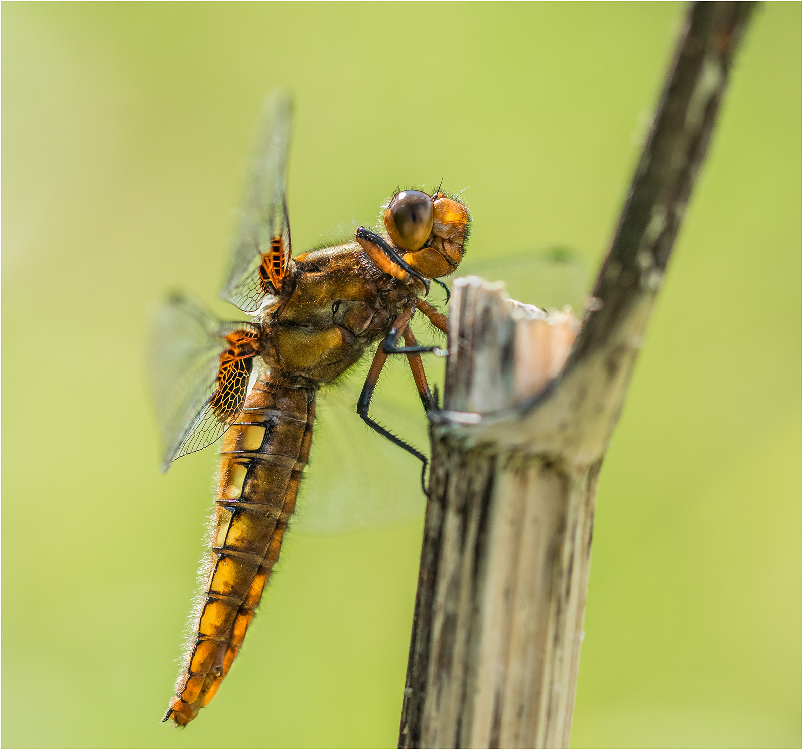 Wide Bodied Chaser