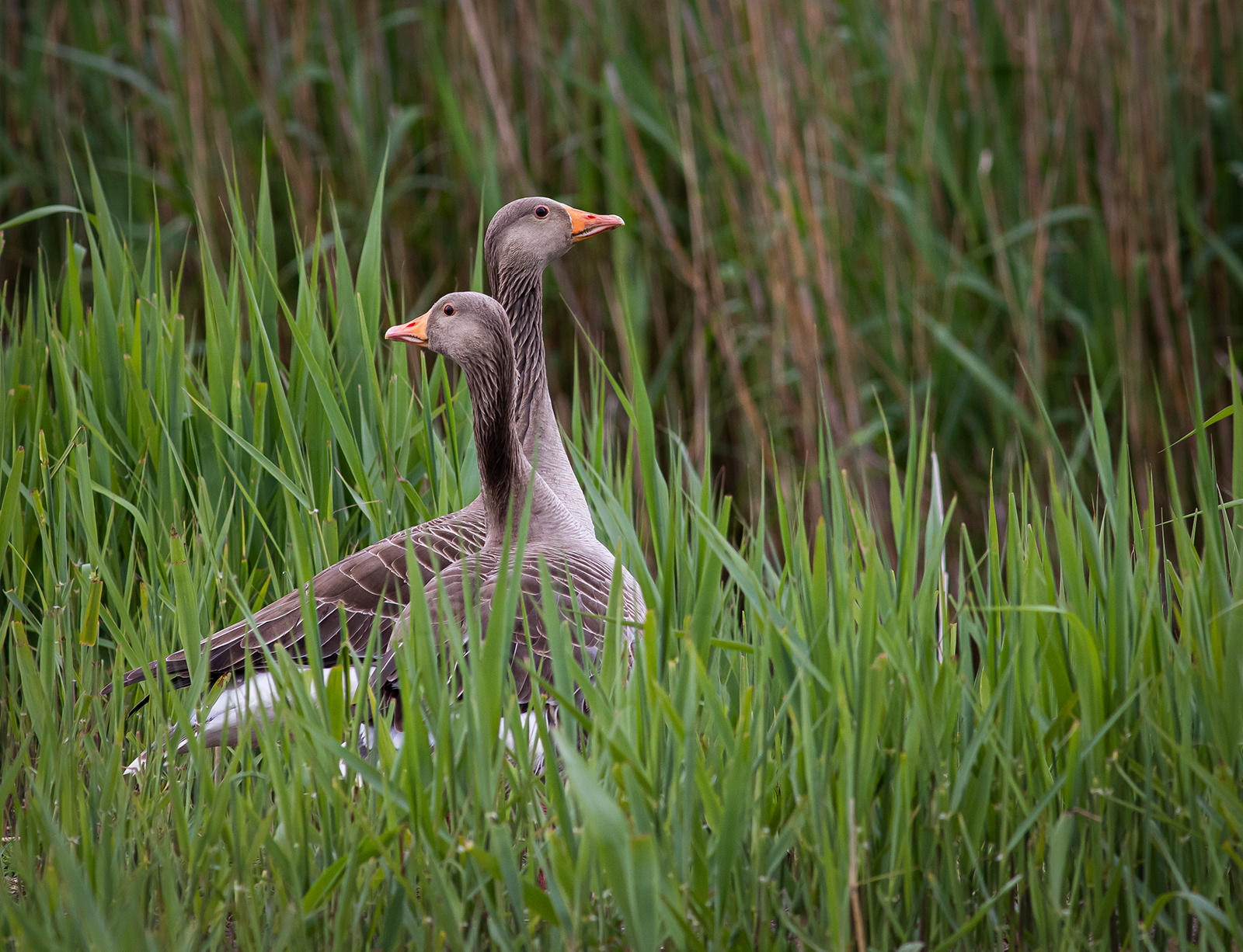 Greylag Pair
