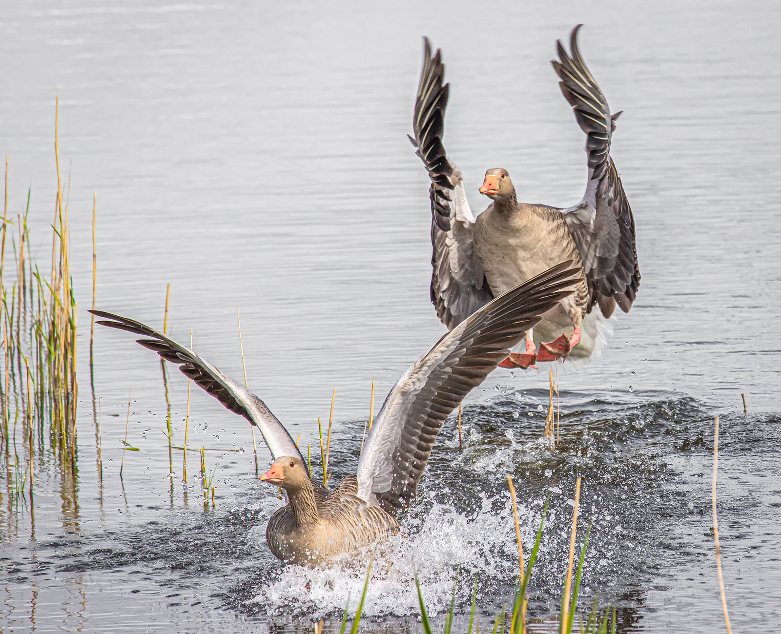 Greylag Geese