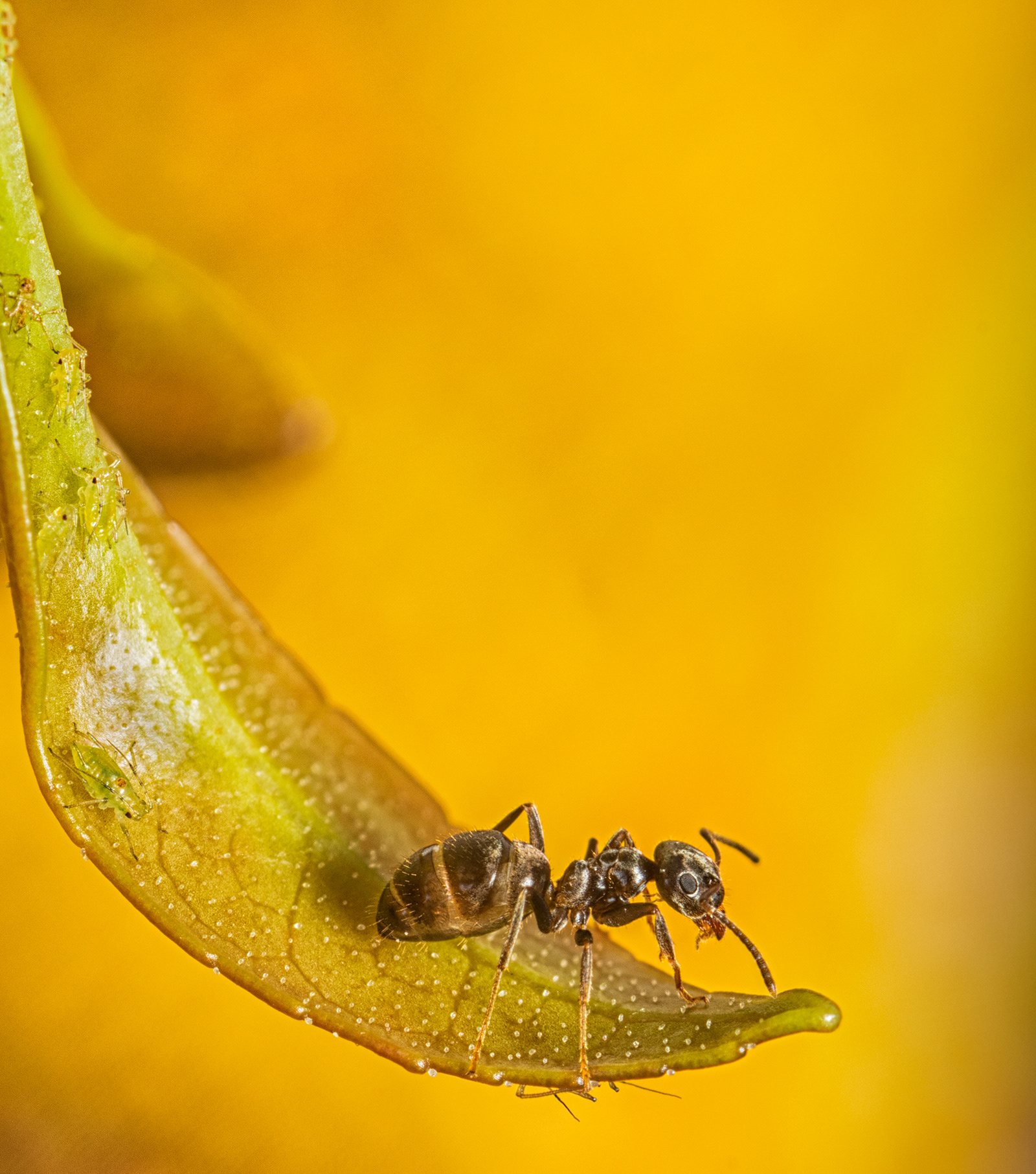 Guarding The Aphids