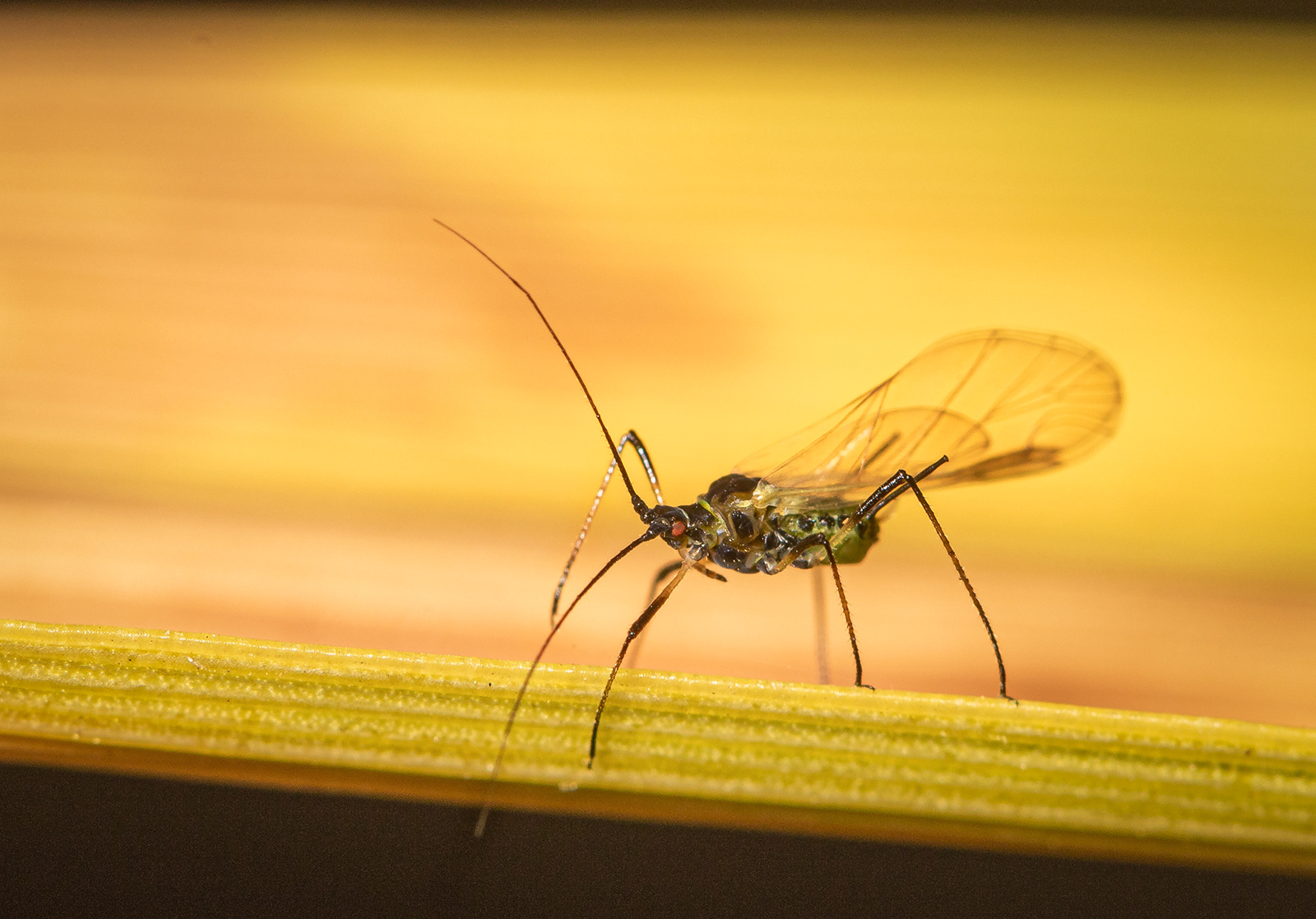 Green Fly