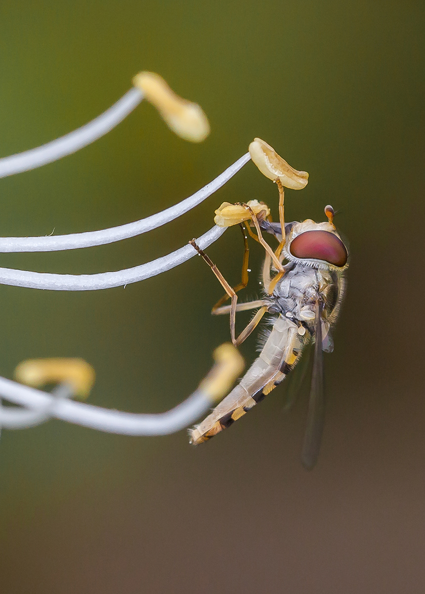 Hoverfly