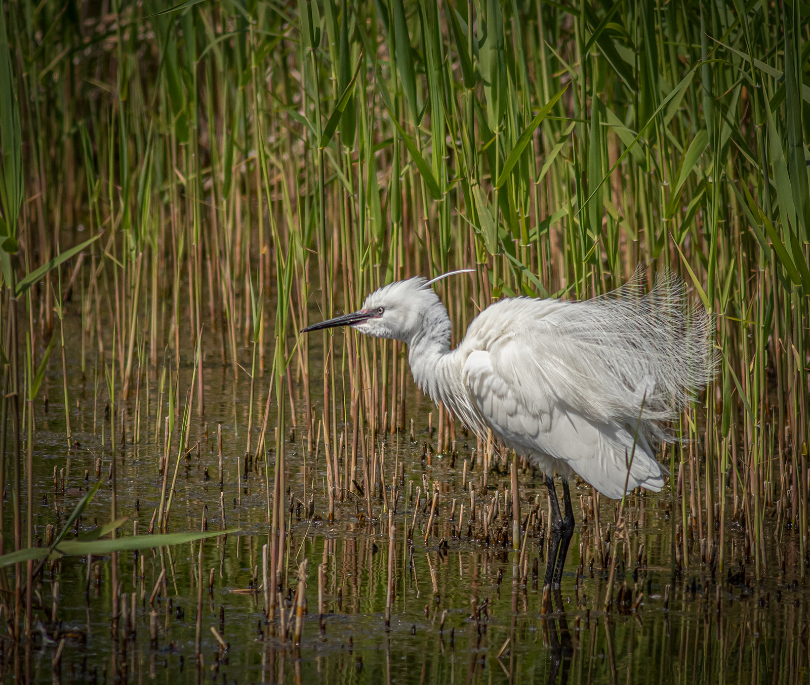 Little Egret