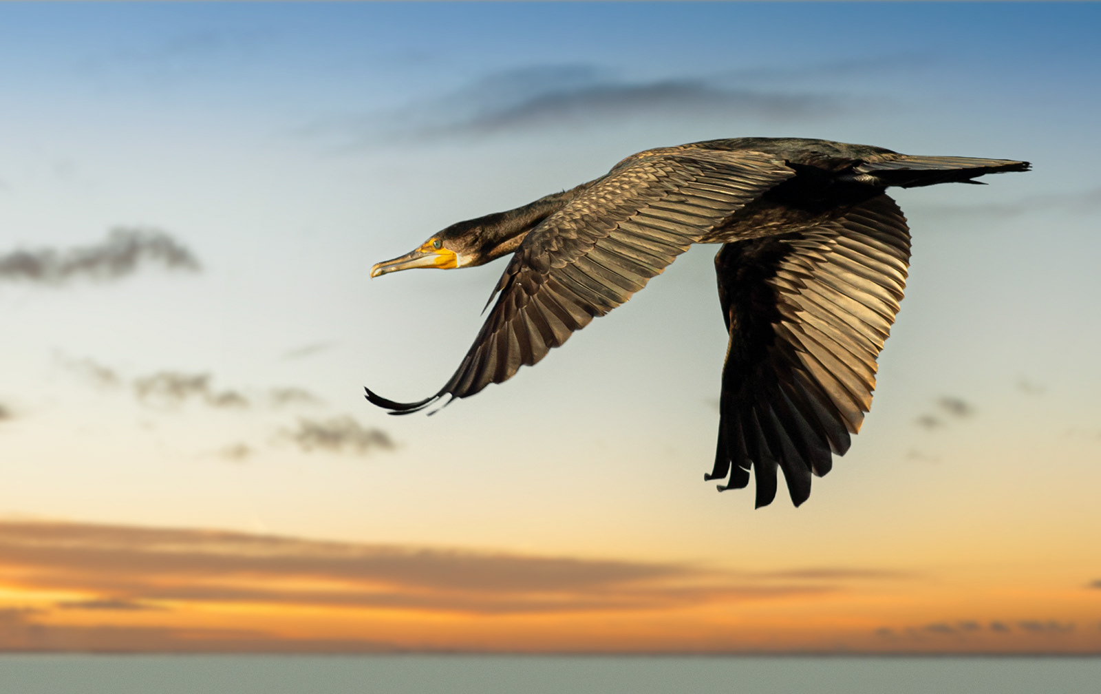 Cormorant