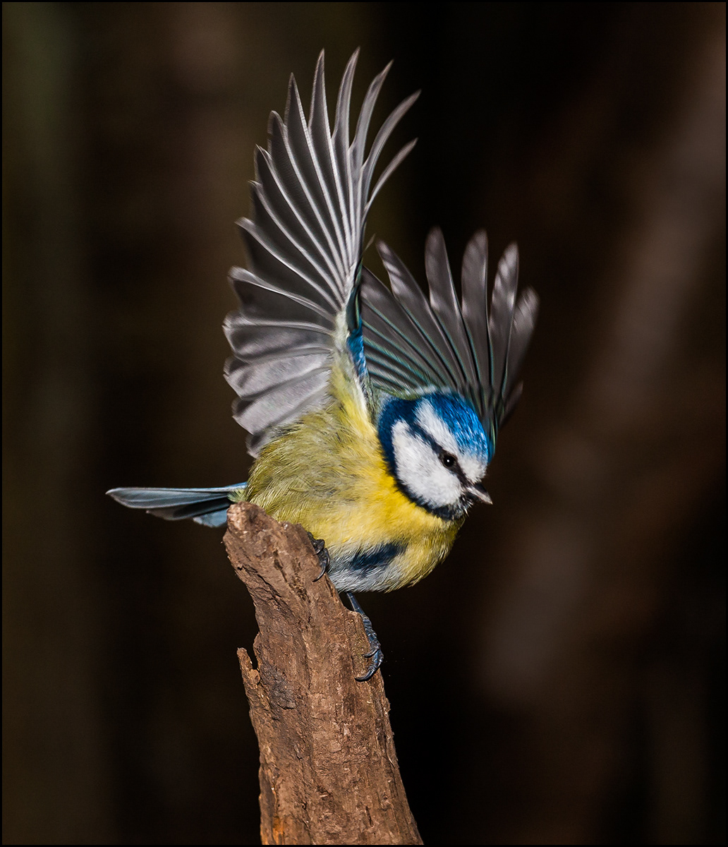 Blue Tit