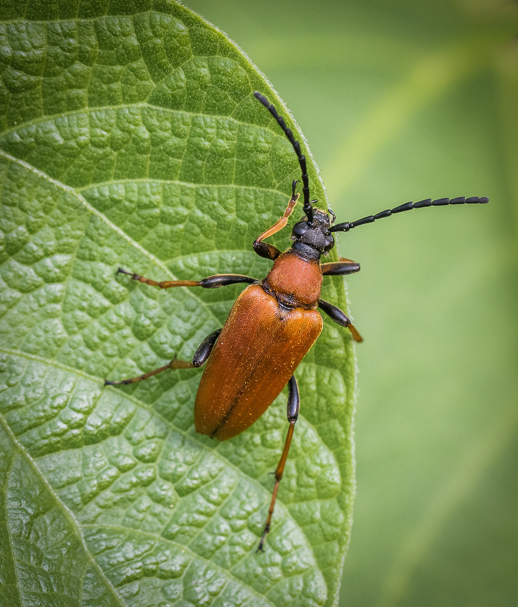 Cardinal Beetle