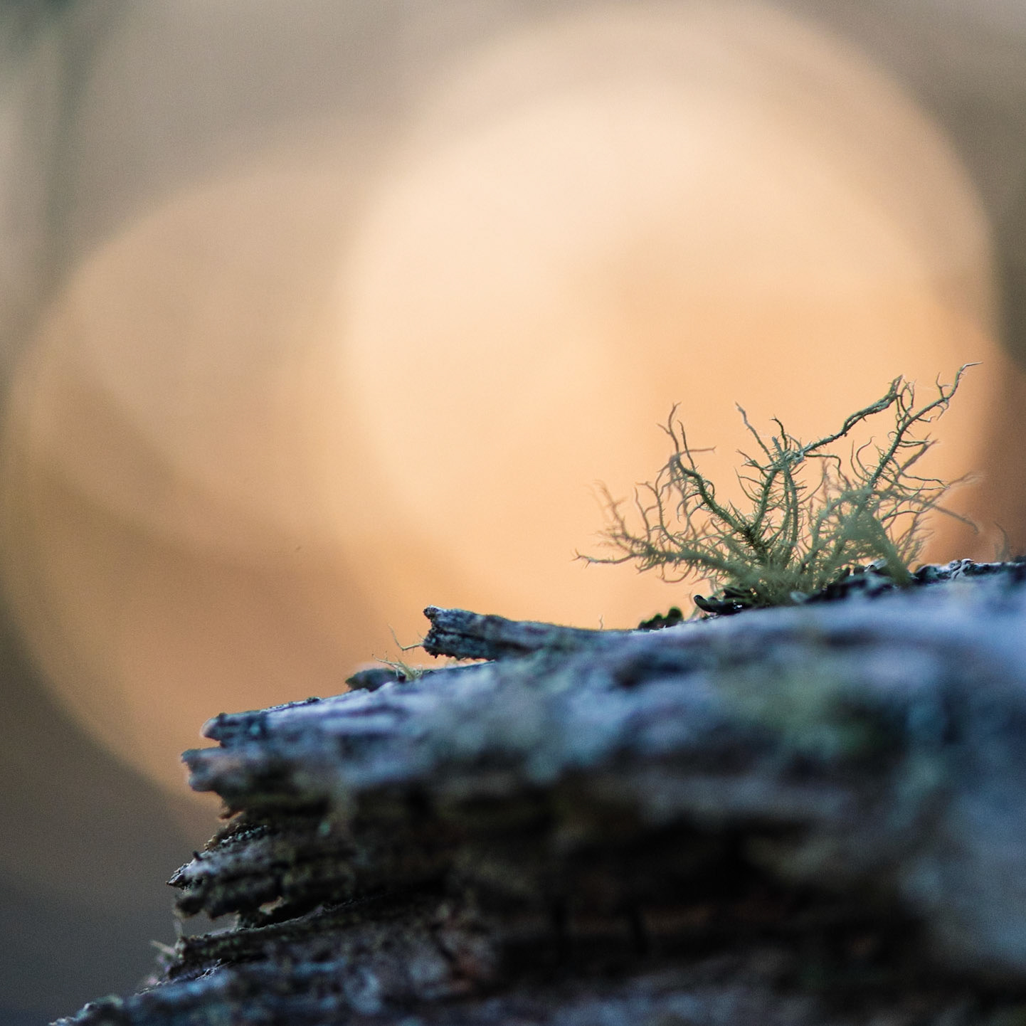 Mossy