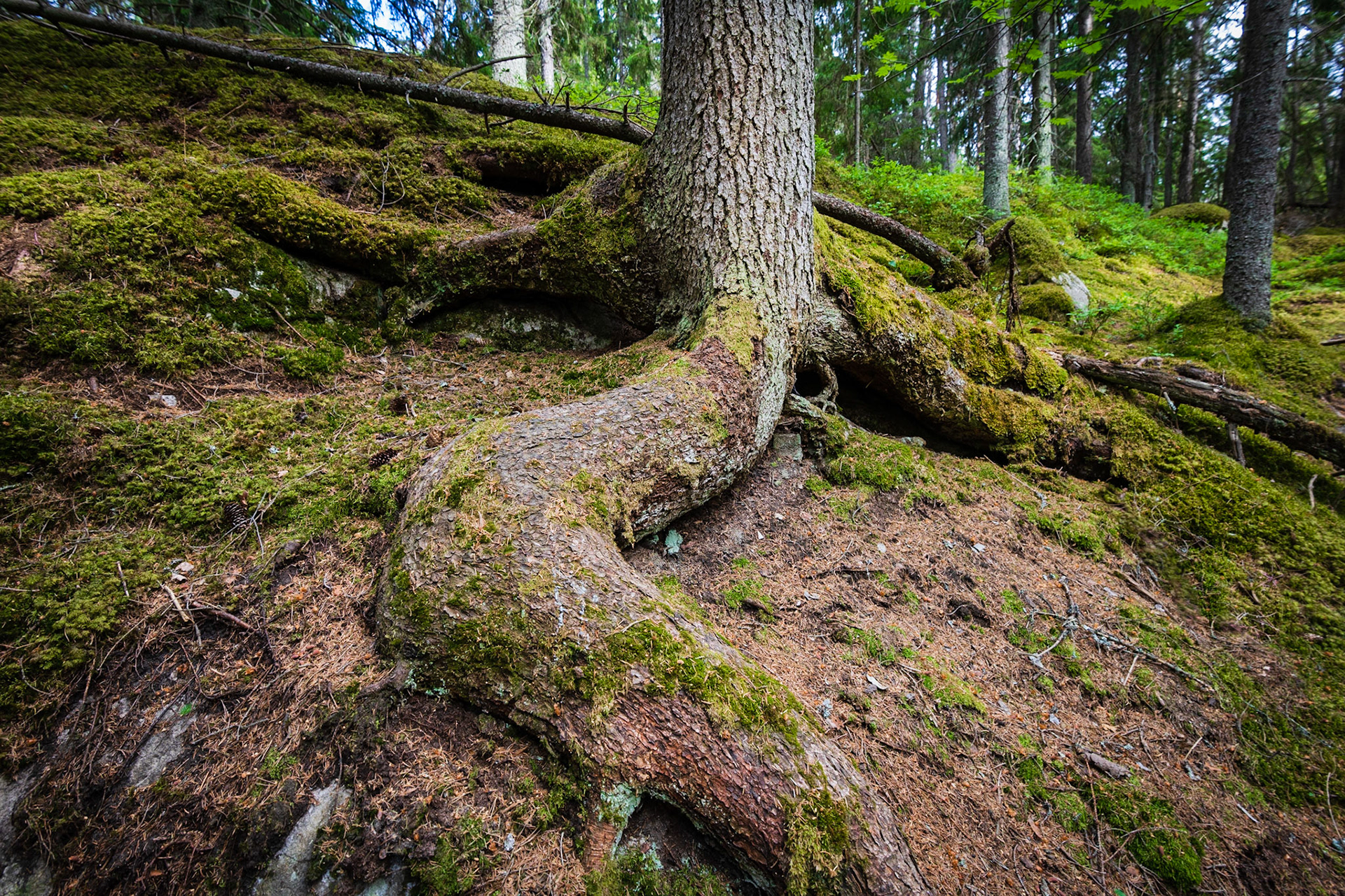 Massive roots