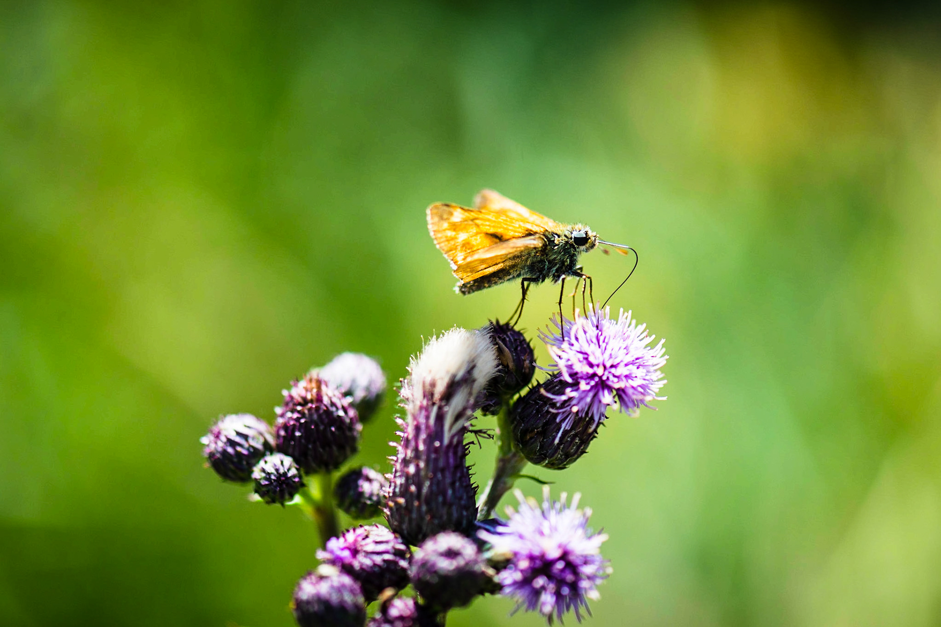 Feeding butterfly