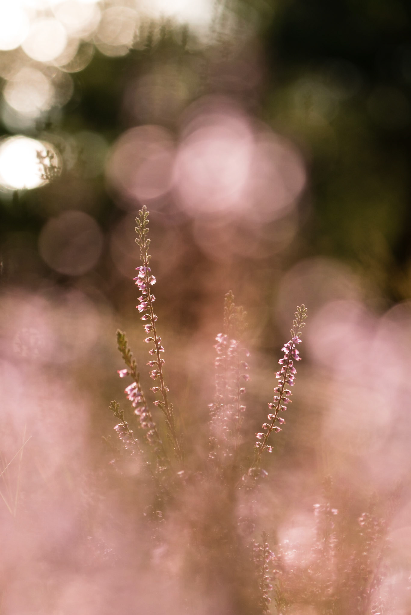 Autumn heather