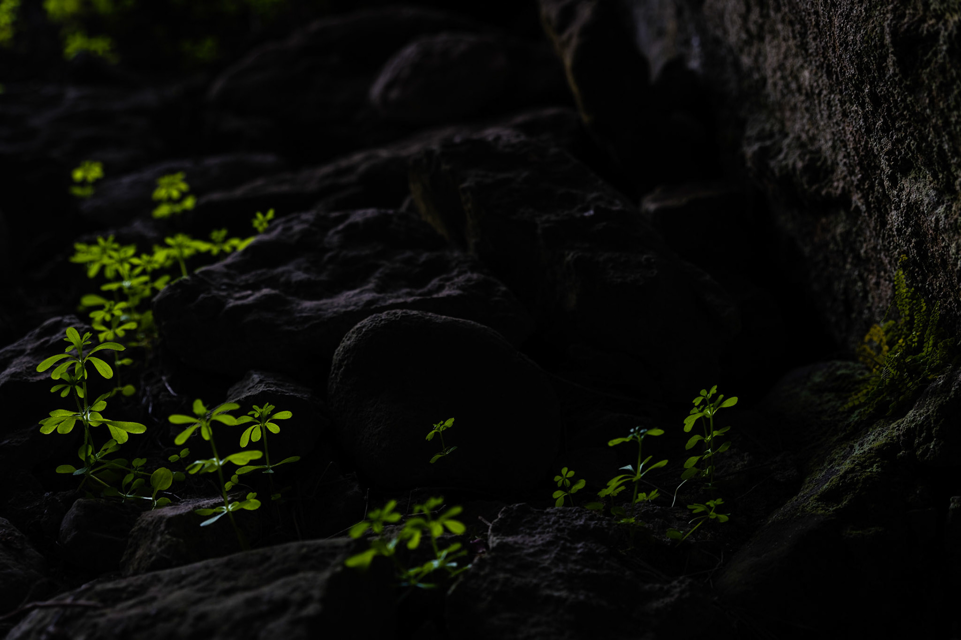Illuminated plants