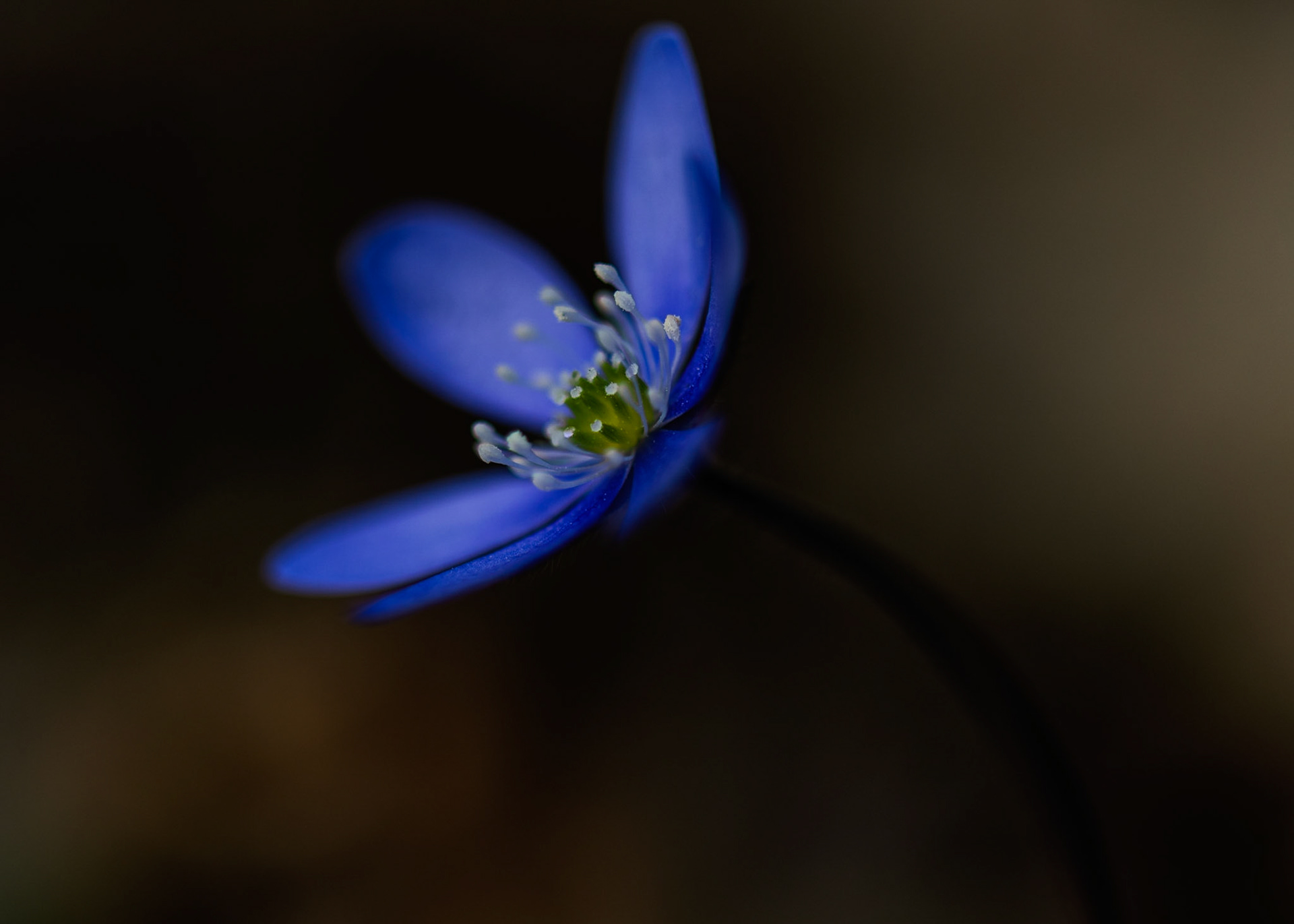 Hepatica Nobilis