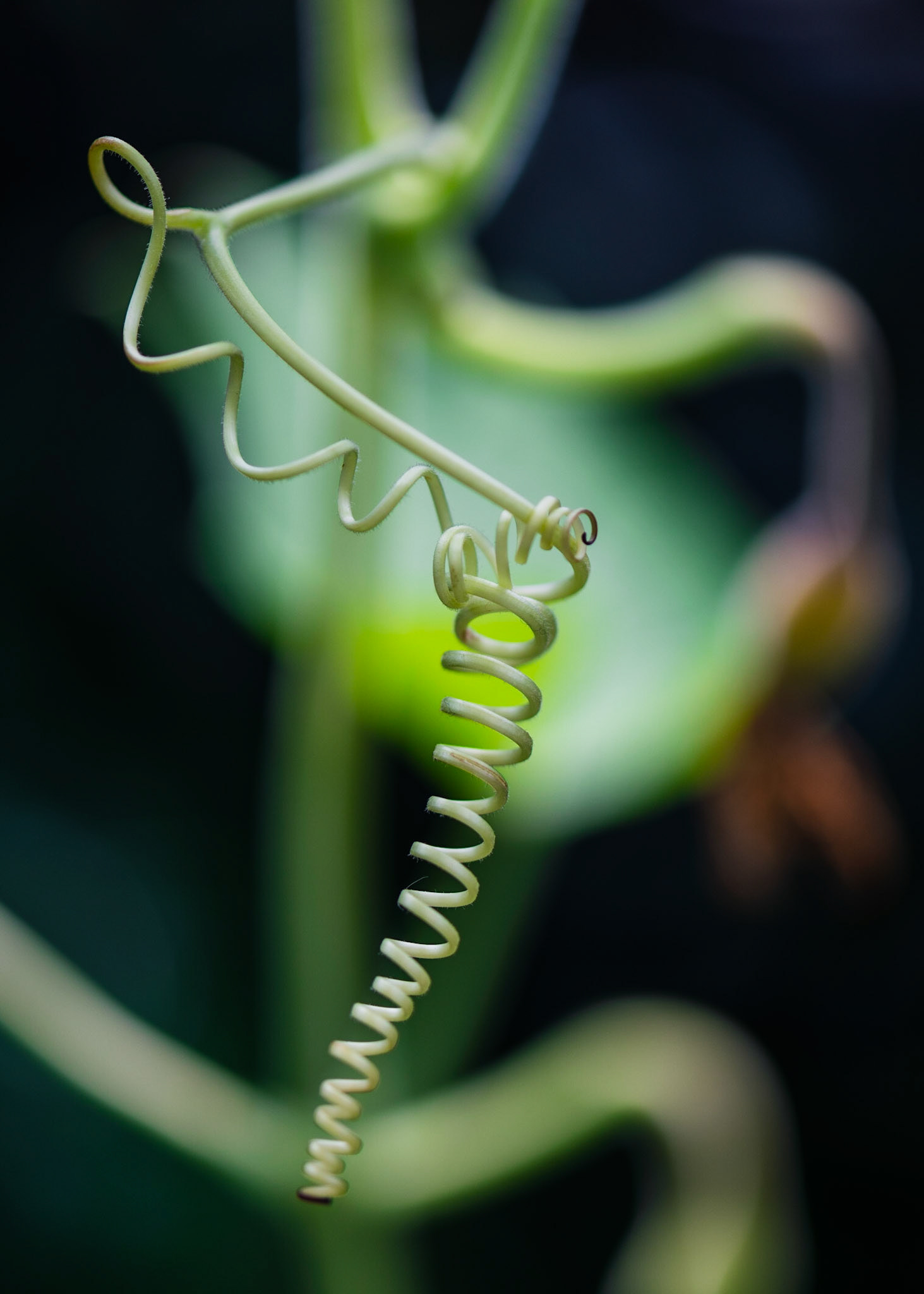 Twisted