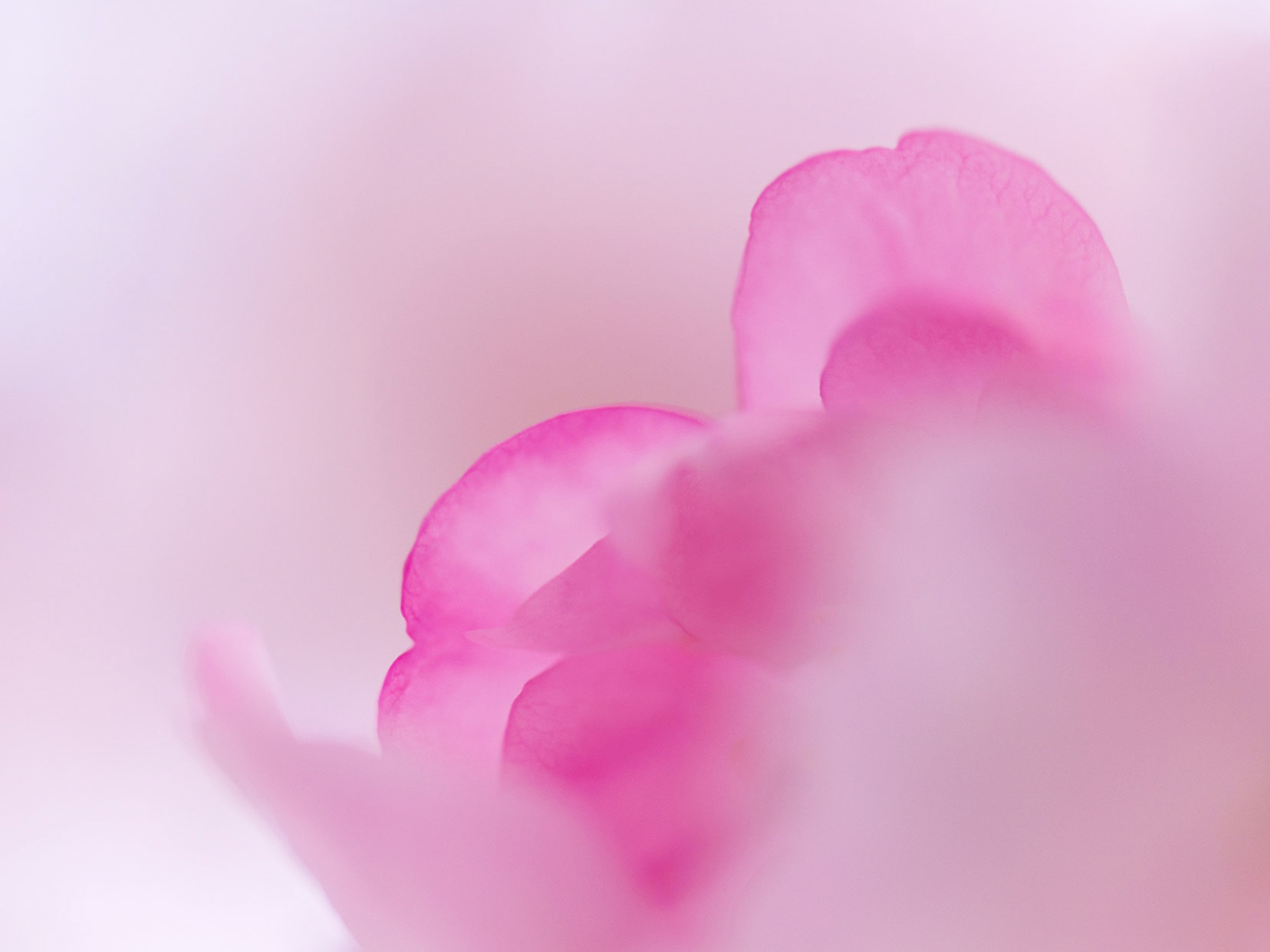 Pink sakura