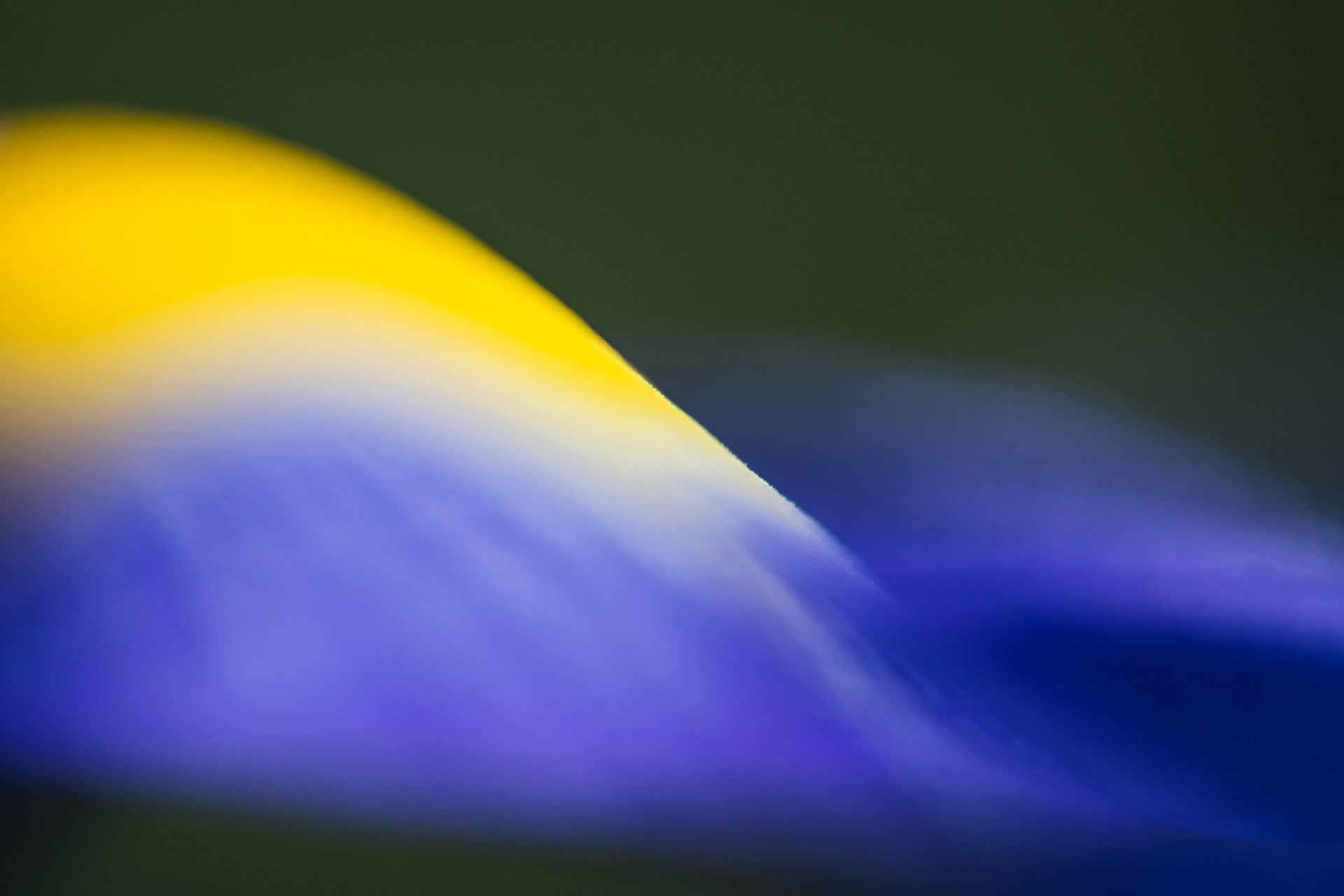Yellow and blue
