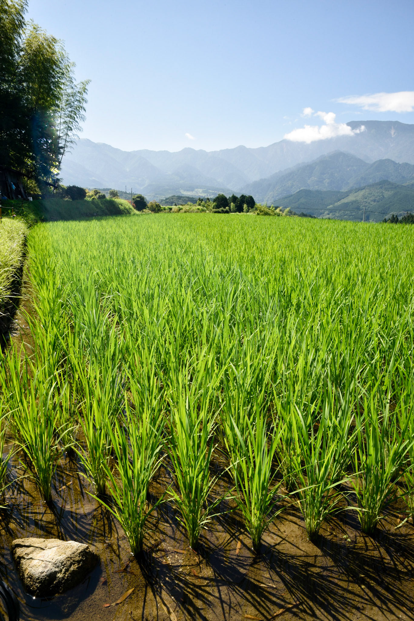 Lush rice fields outside Magome