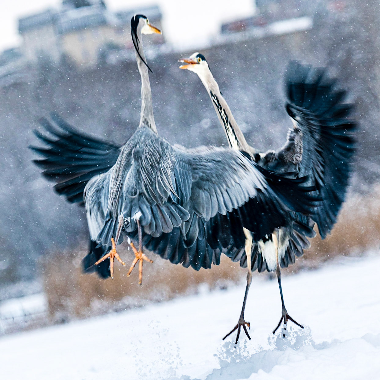 Gråhäger (Ardea cinerea)