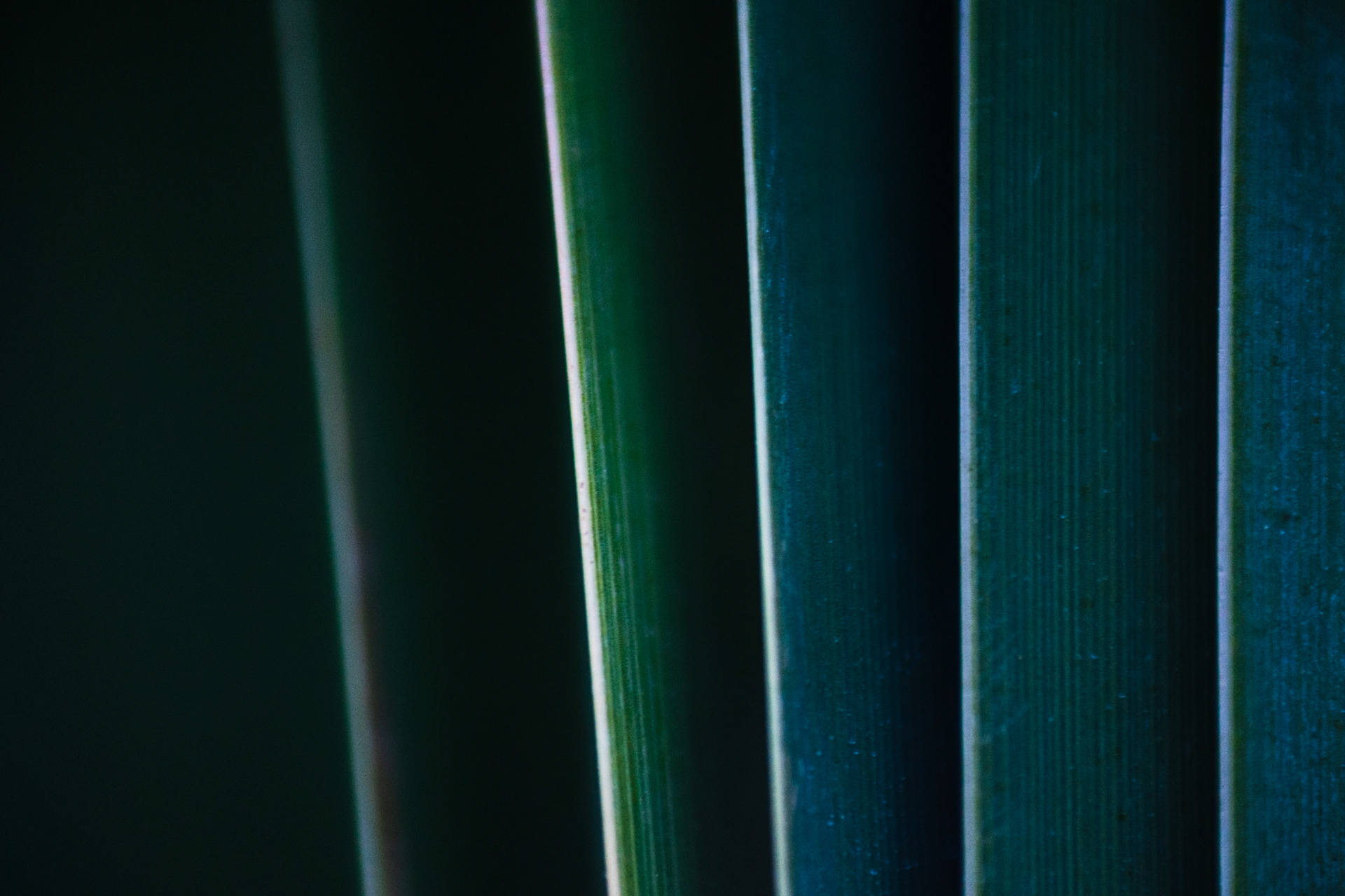 Minimalist reeds