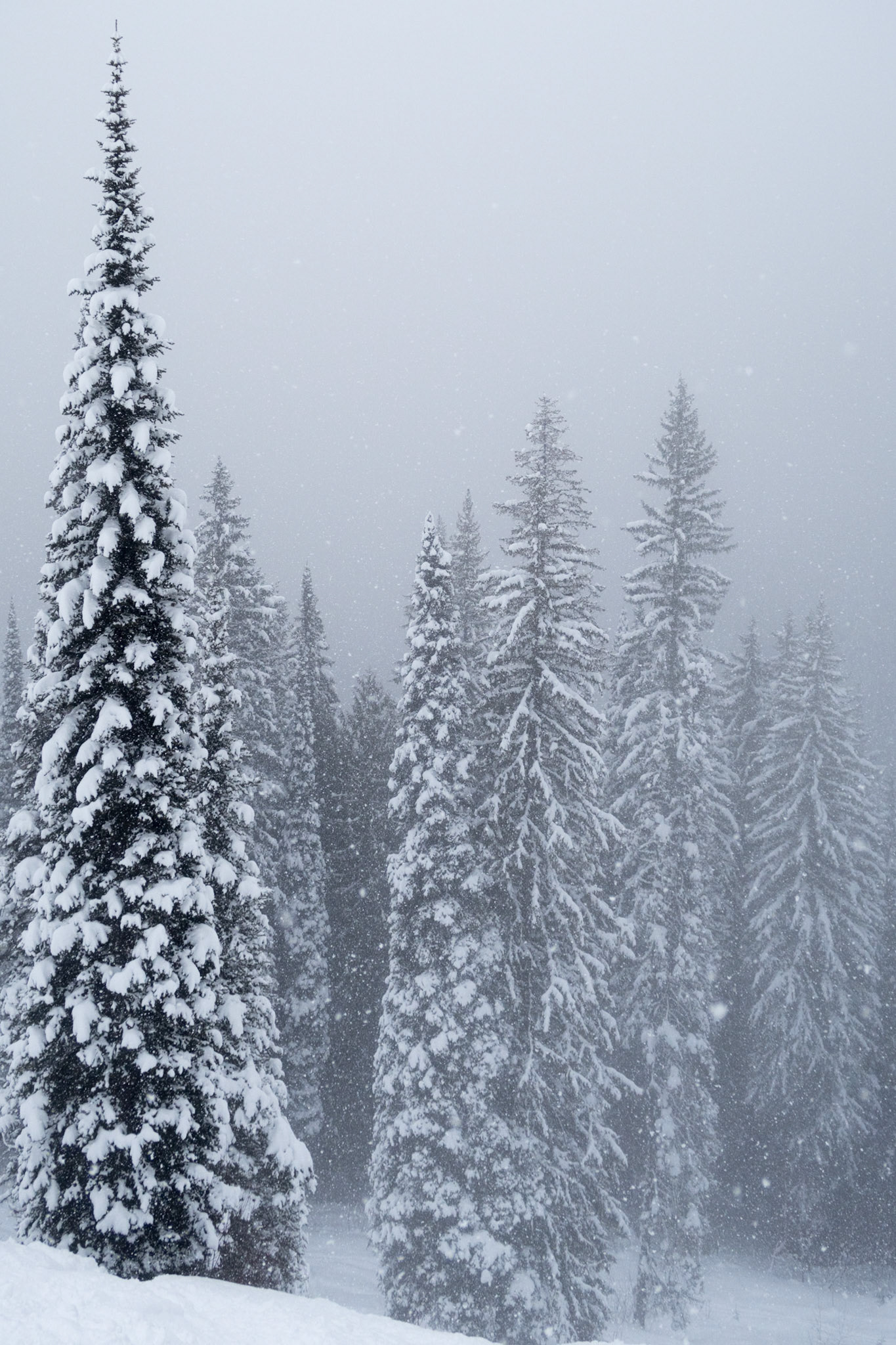 Snowfall in Fernie