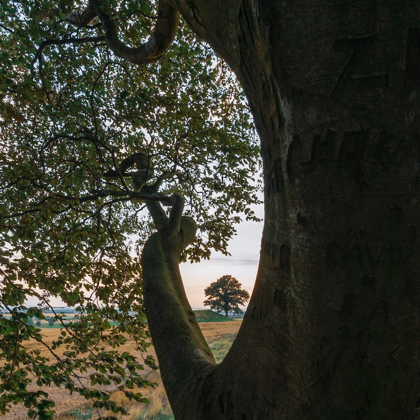 Framing a tree