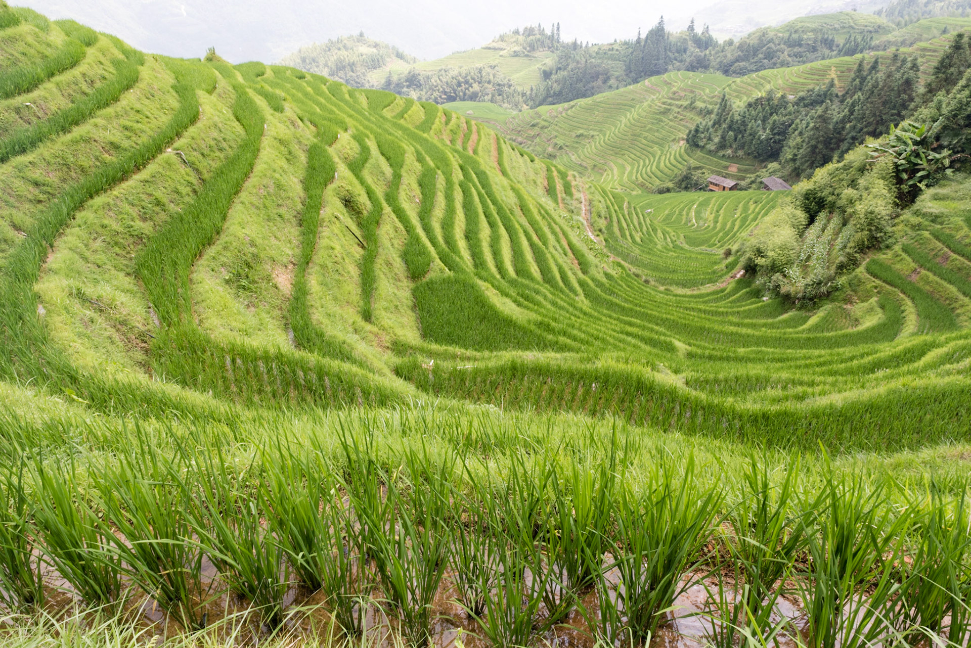 Longji rice terraces