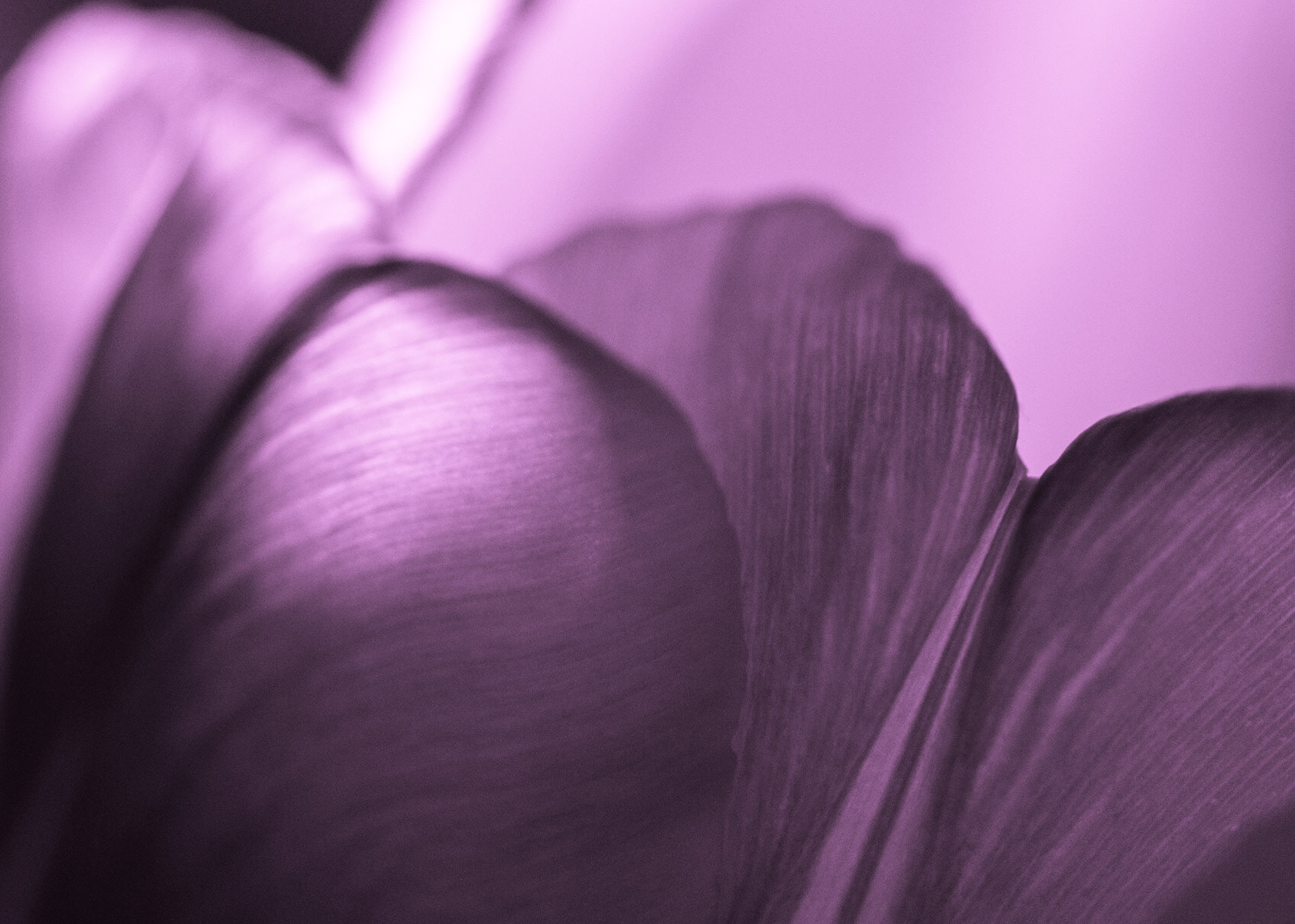 Tulipmania
