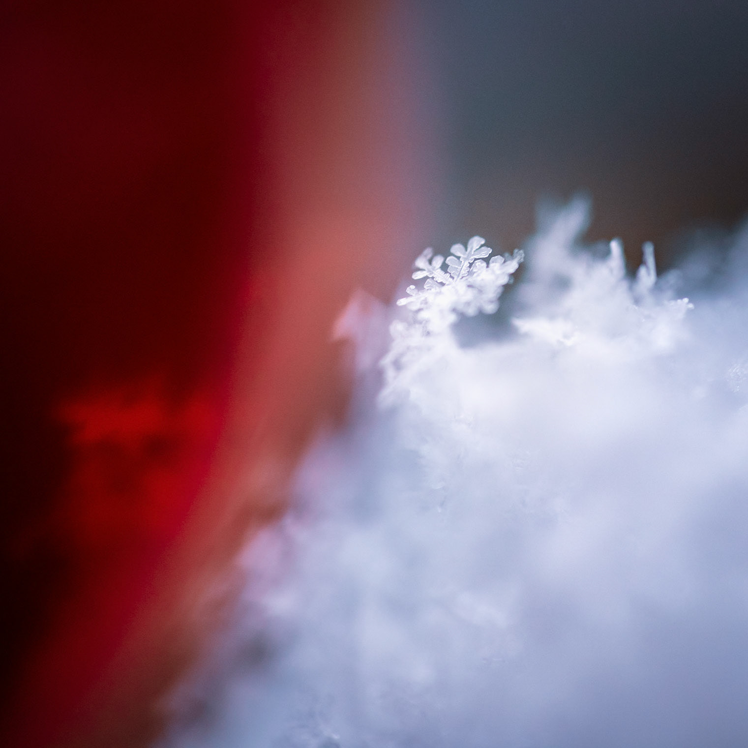 Christmas lights and snowflakes