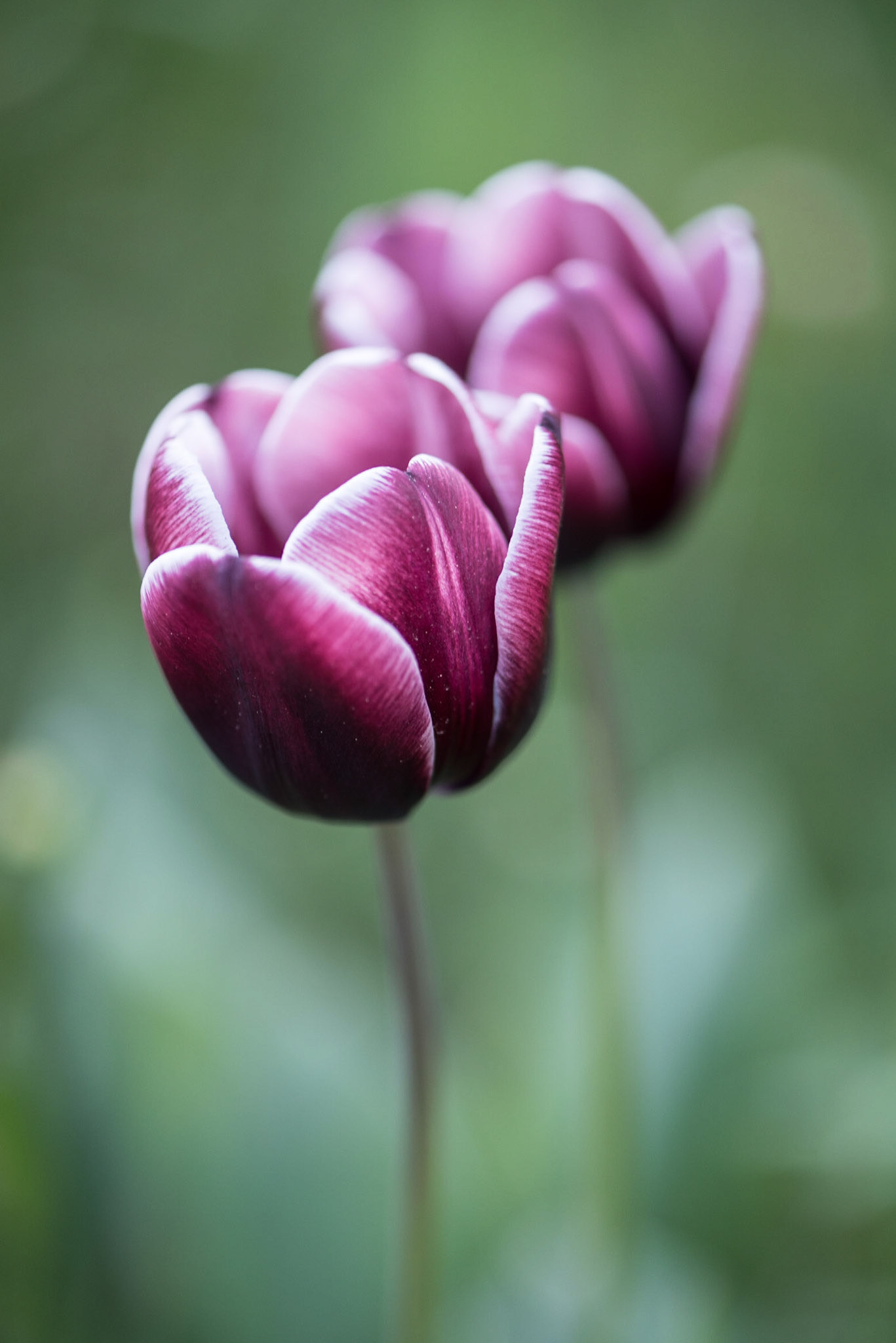 Tulipmania