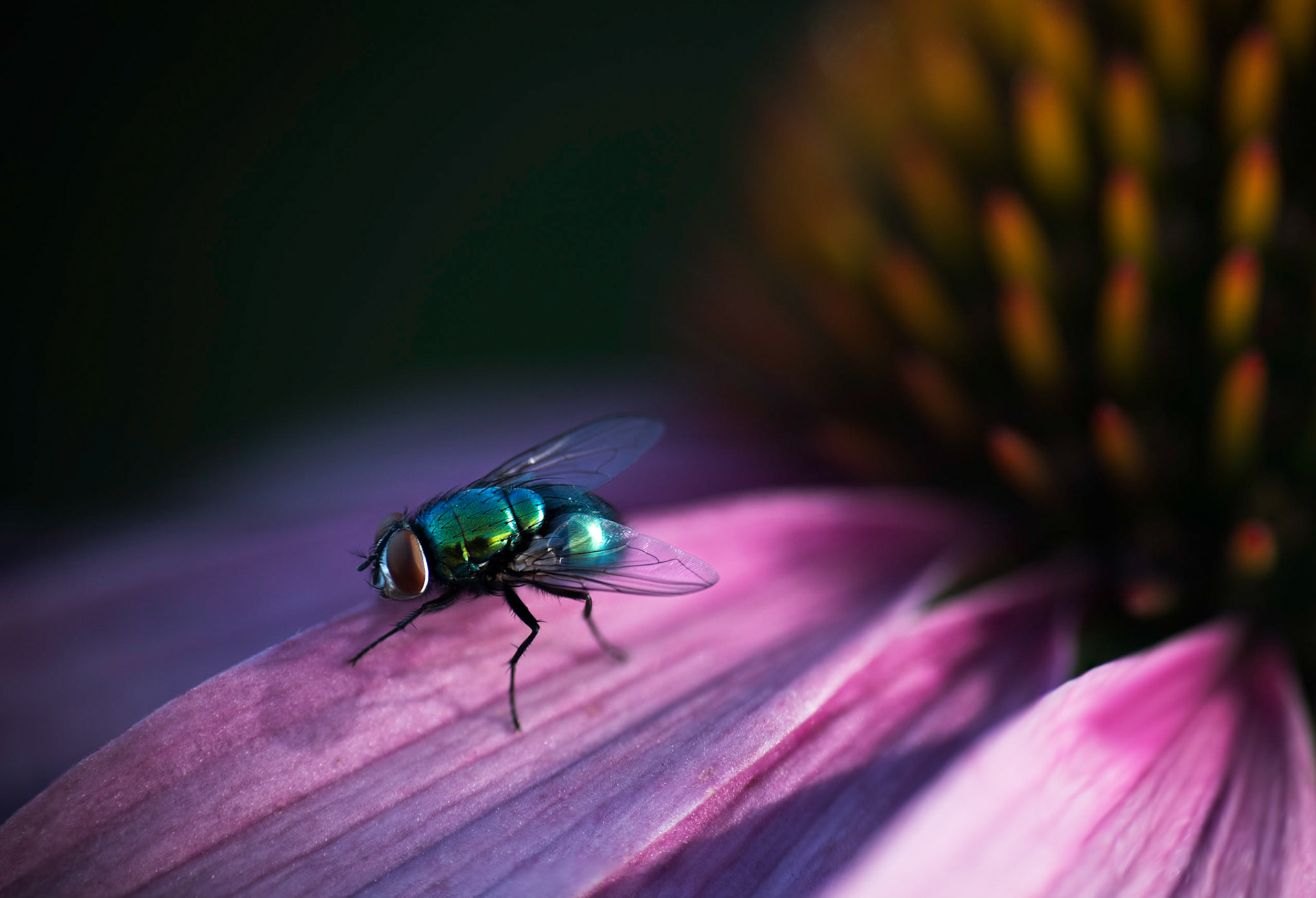 Metallic fly