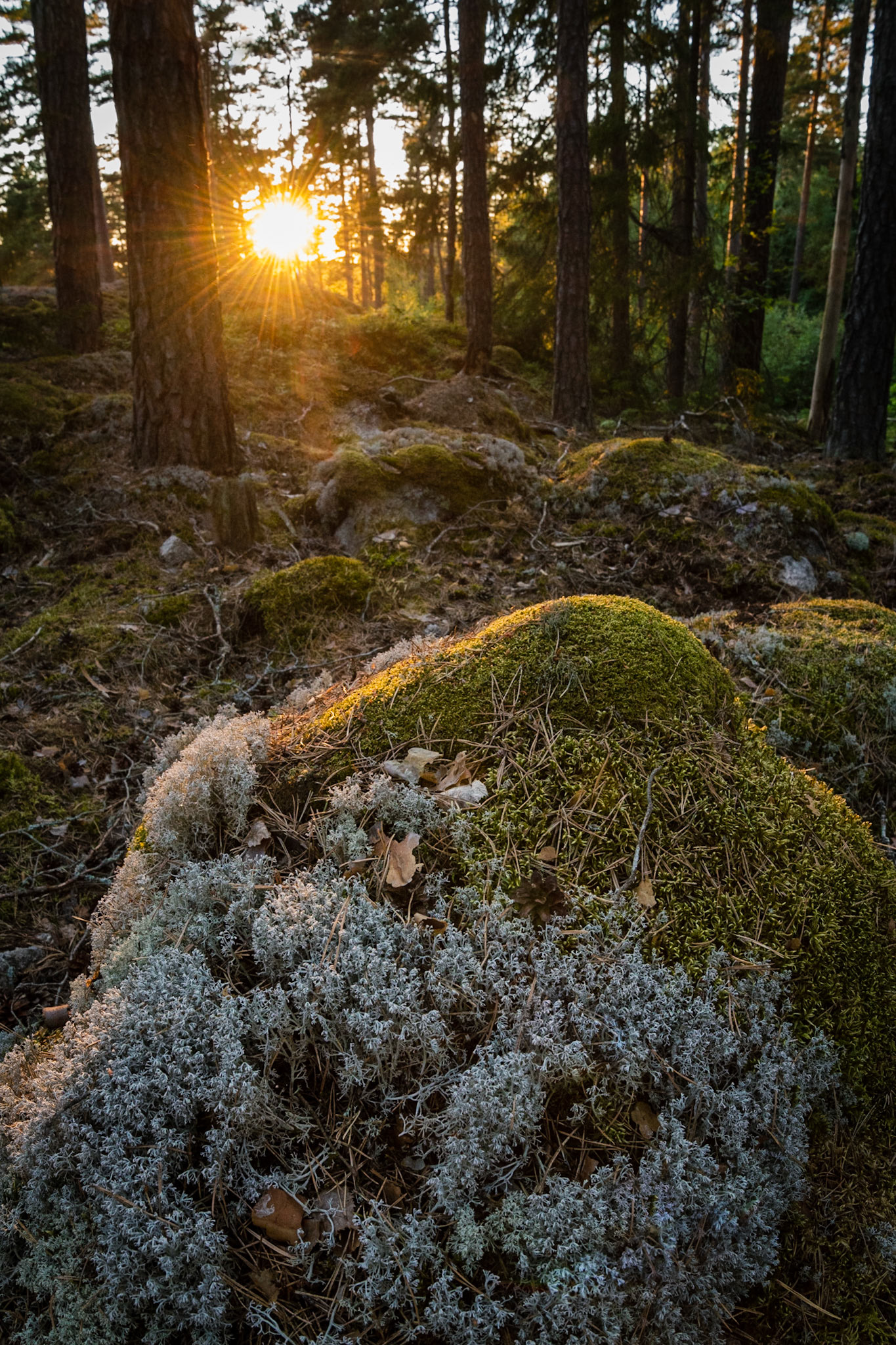 In the forests of Östergötland, Sweden