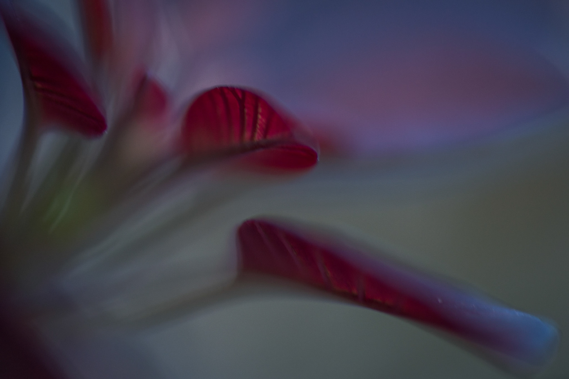 Japanese leaves
