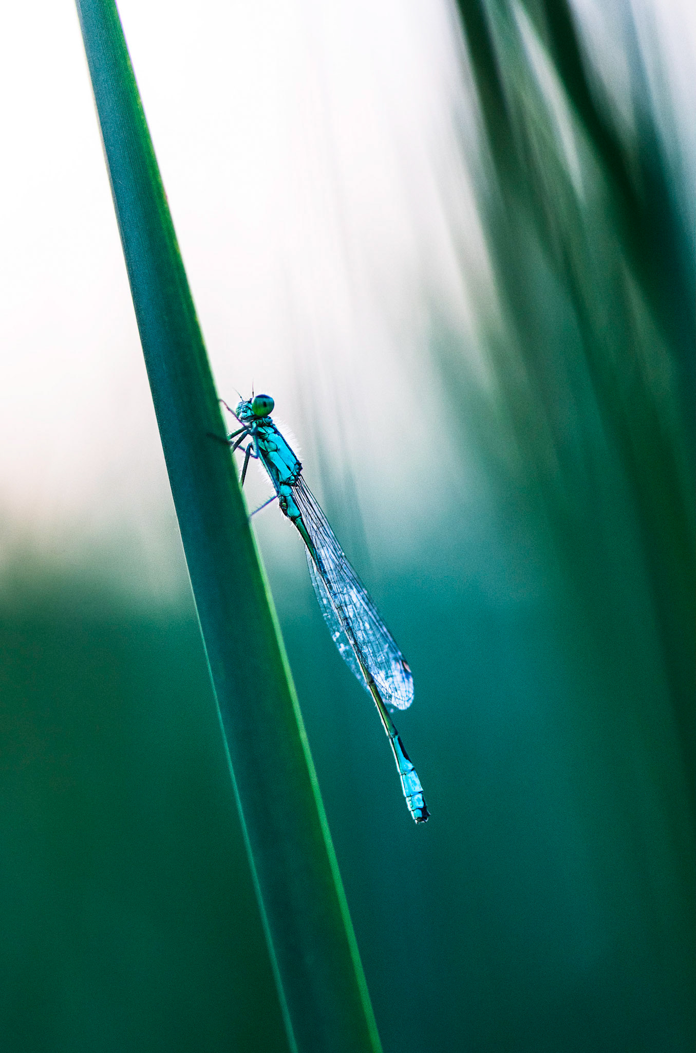 Damselfly in the grass
