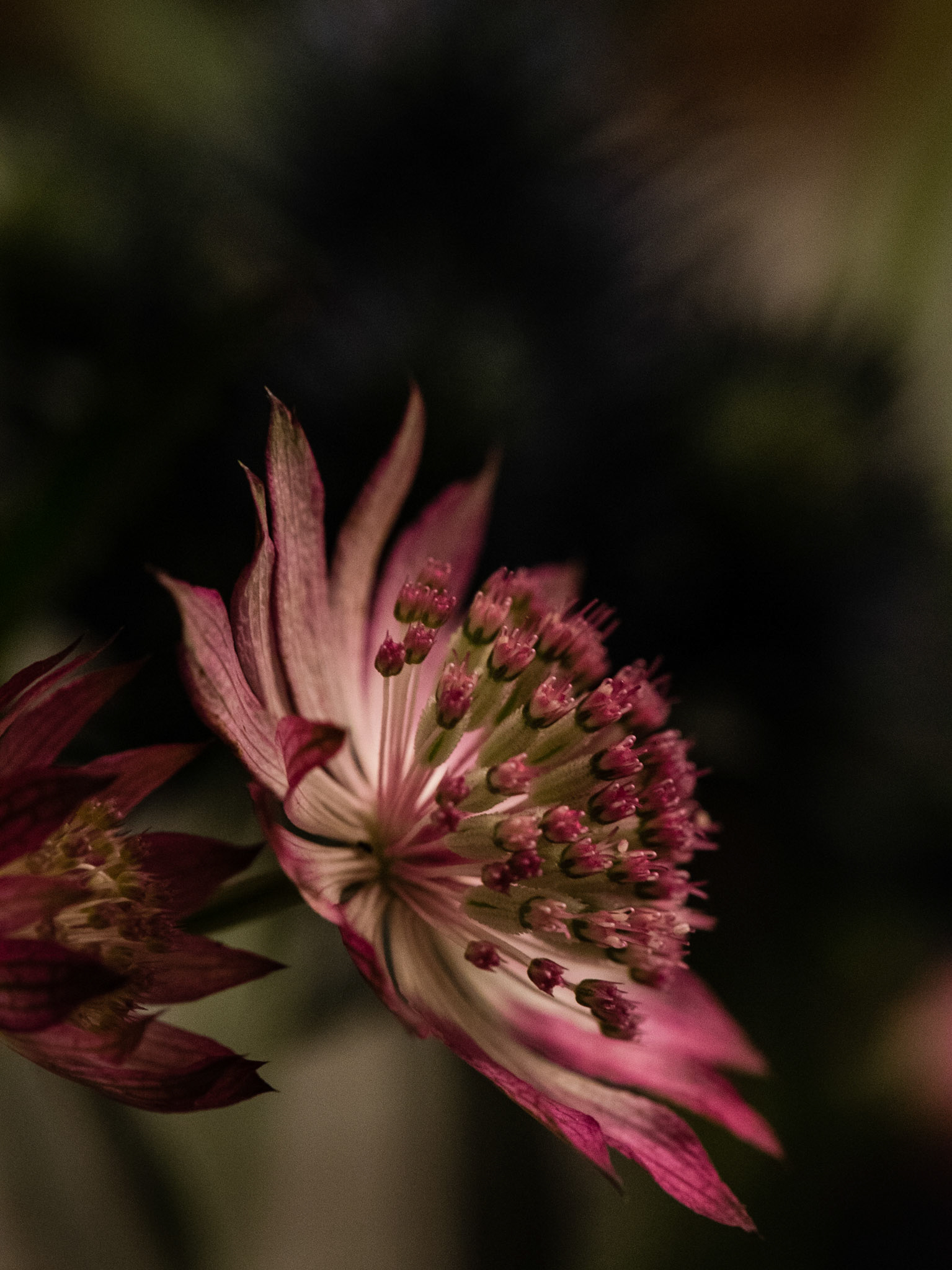 Spiky beauty