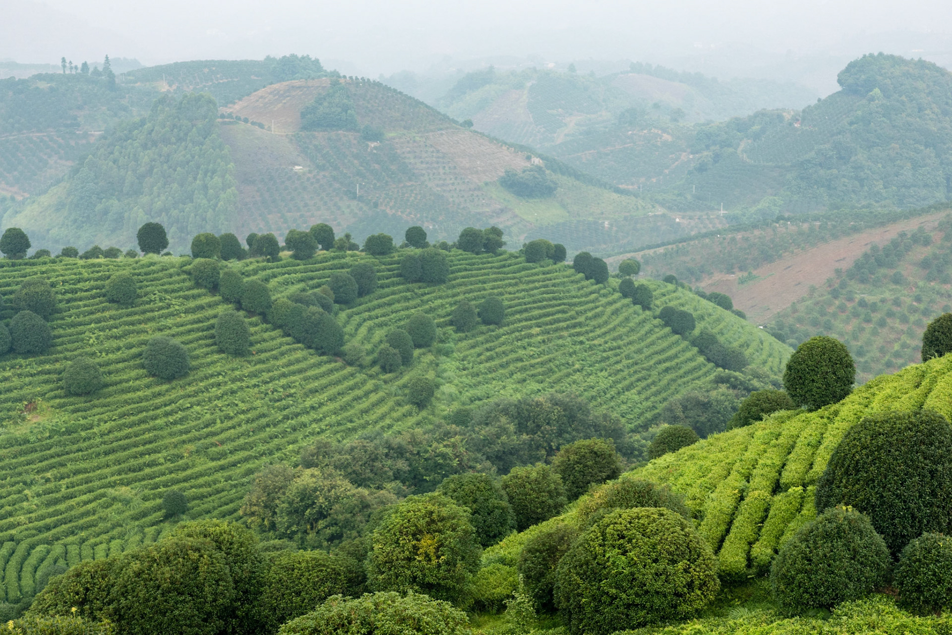 Seven stars tea plantation outside Guilin