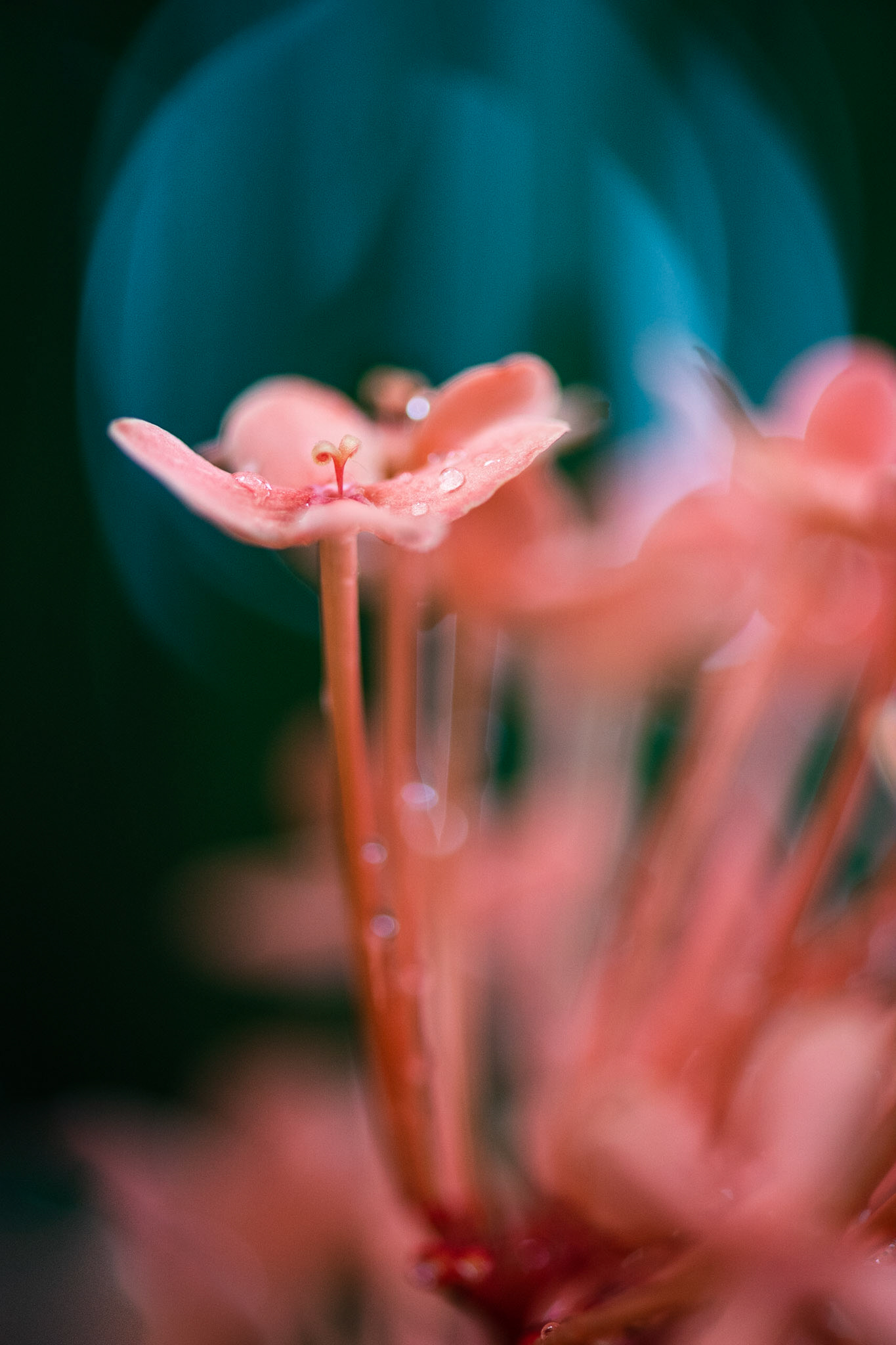 Delicate