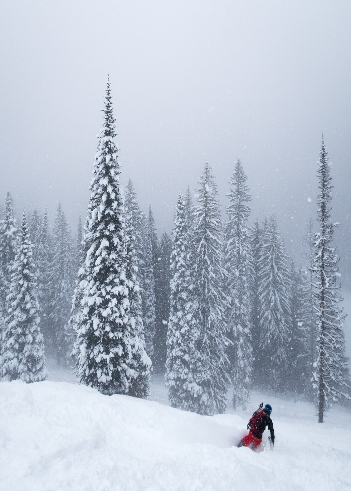 Skiing in snowfall in Fernie