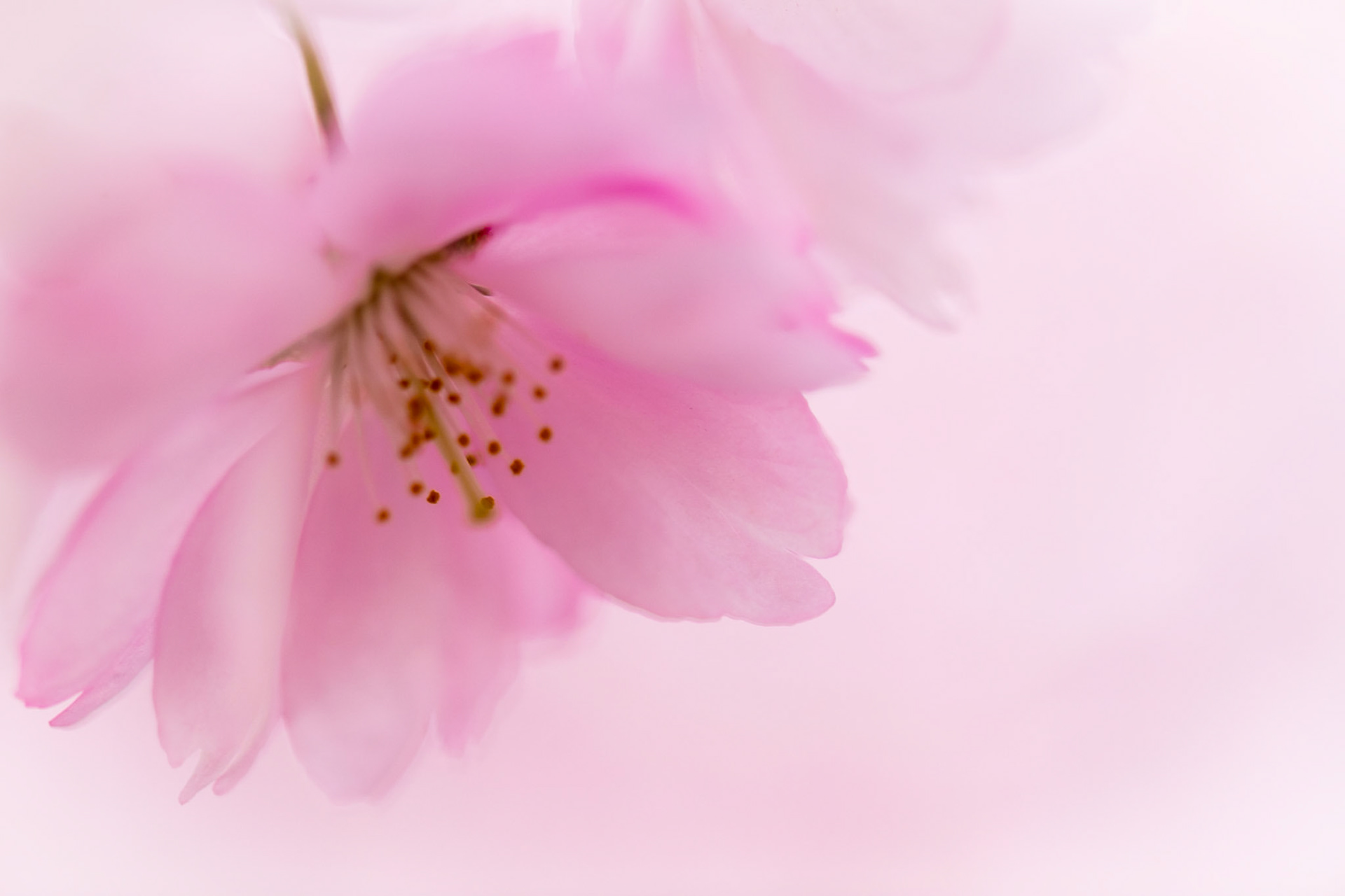 Cherry blossom