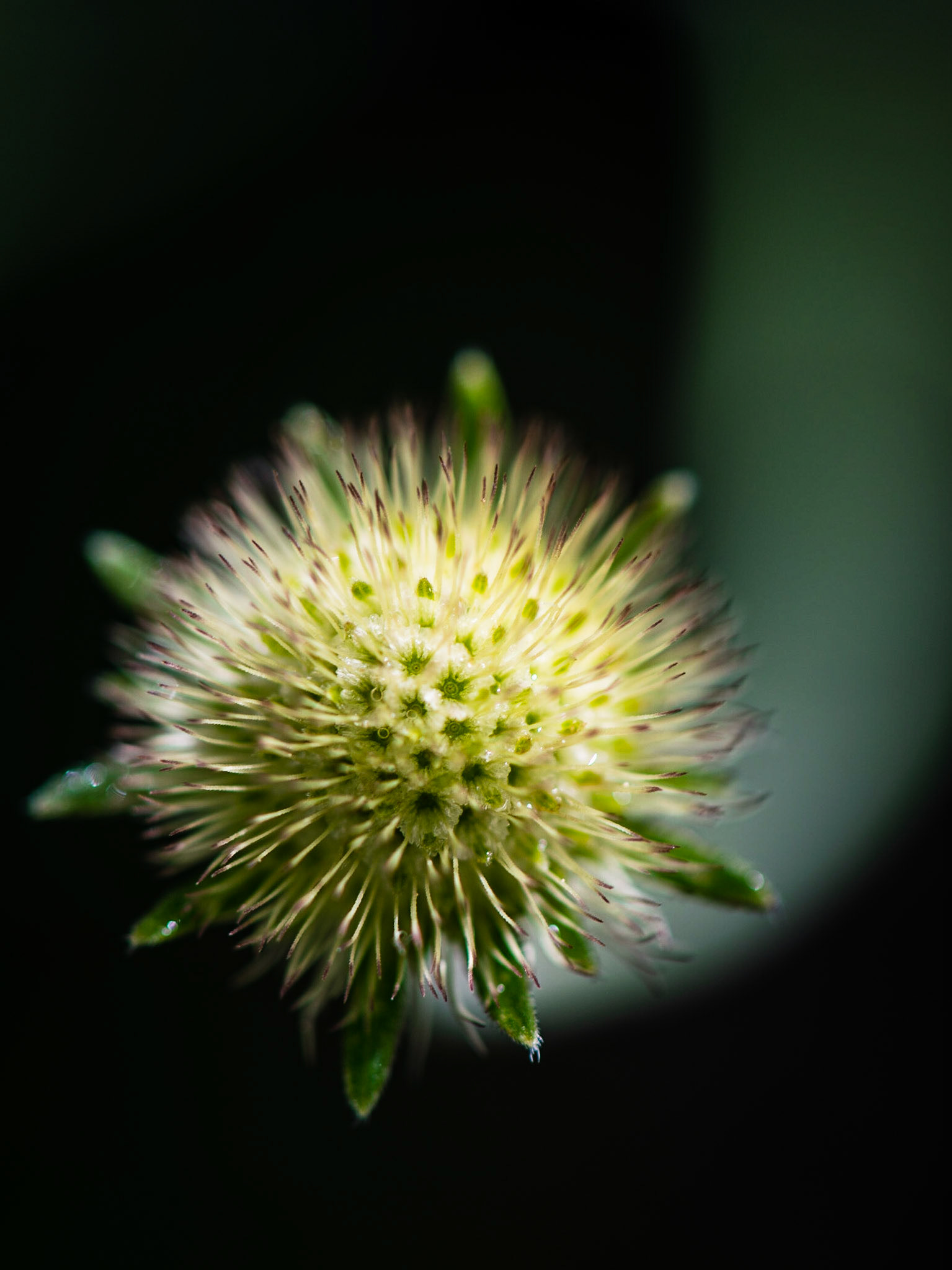 Thorny cluster