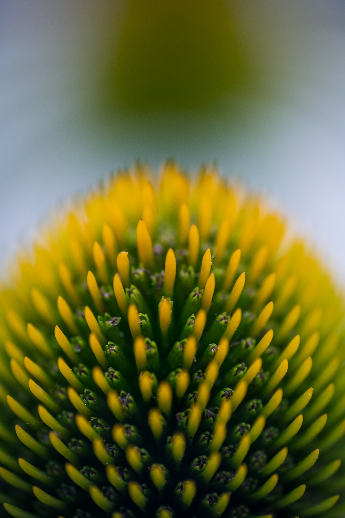Symmetrical thorns