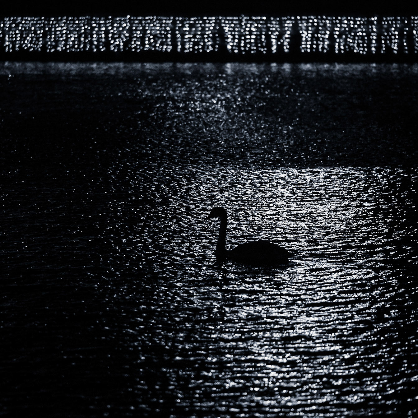 Black swan