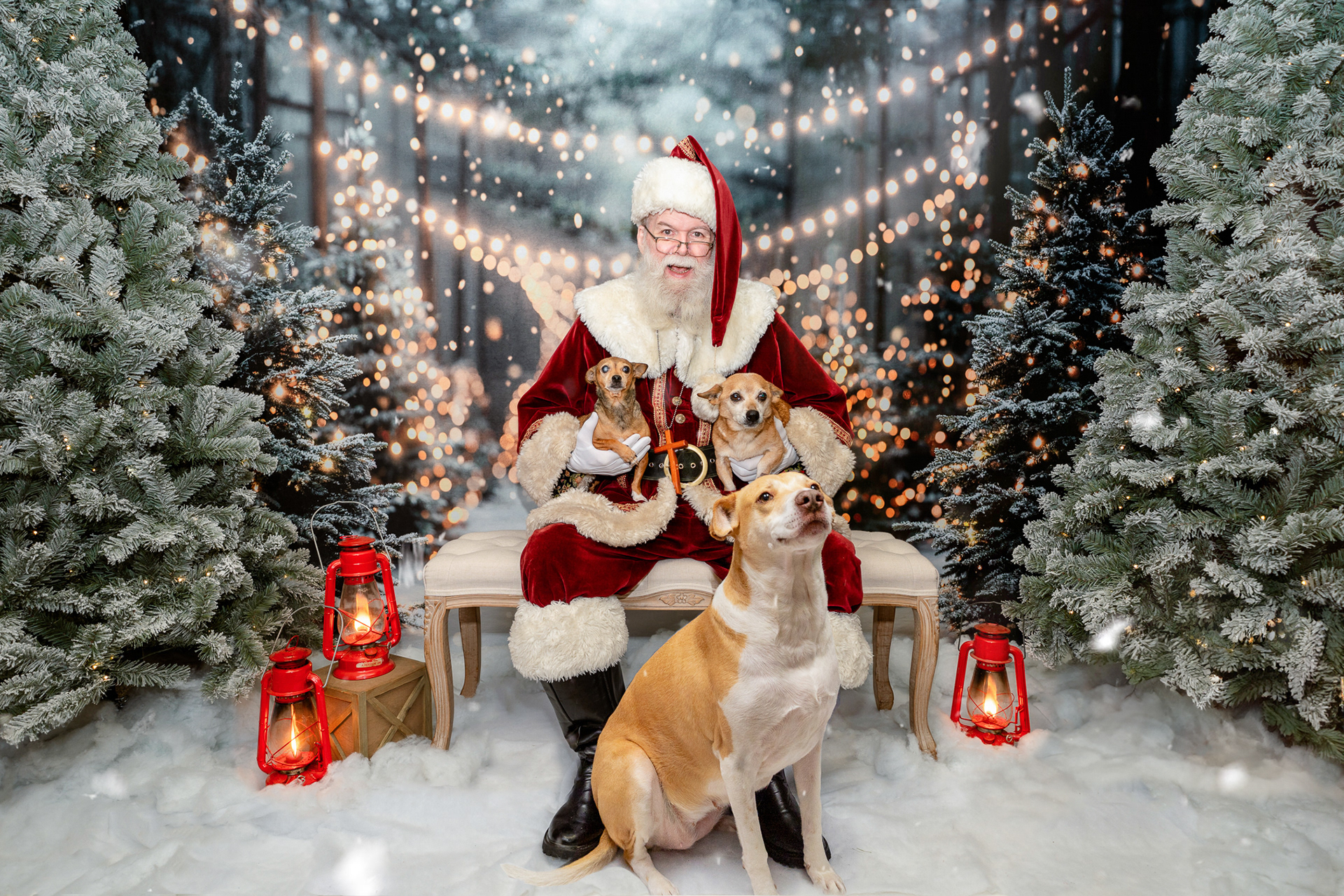 Three dogs take their picture with Santa