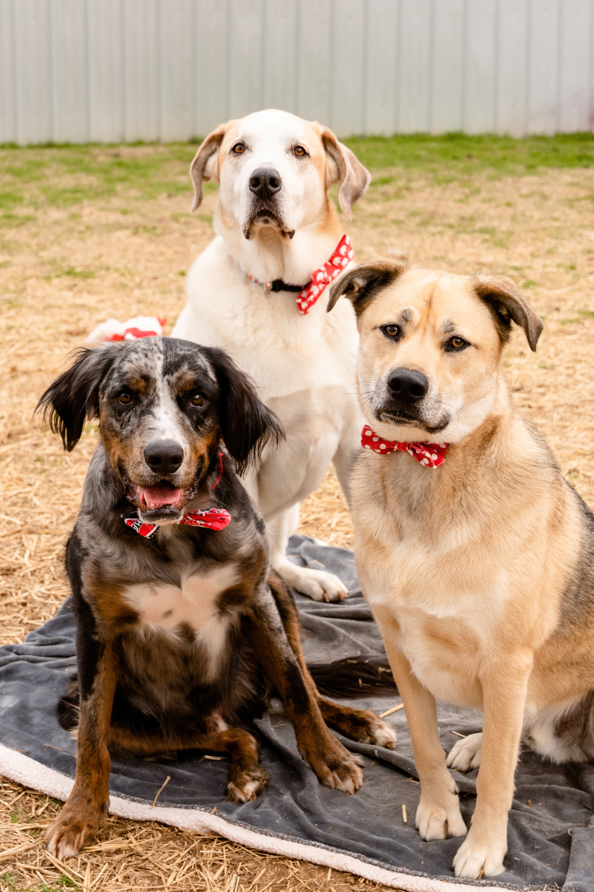 Fur babies in bow ties