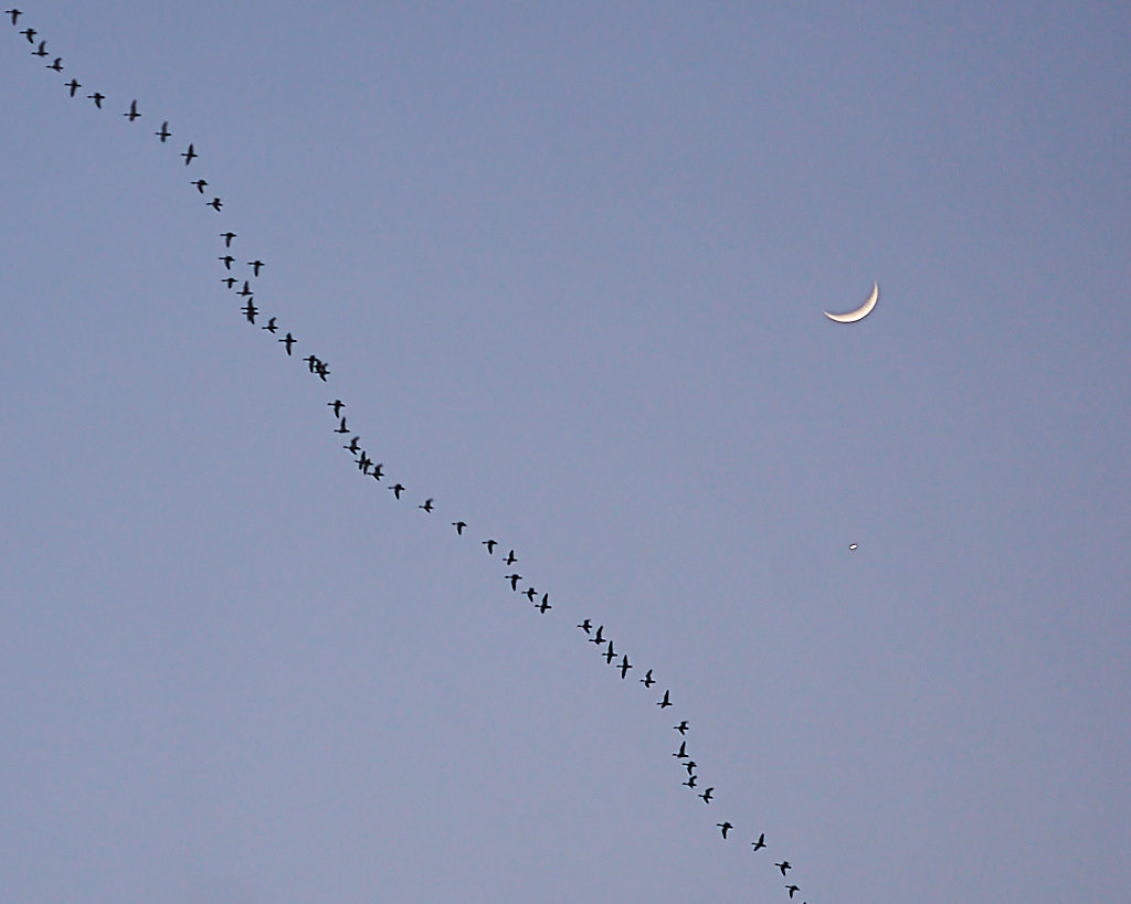 Toward the Crescent