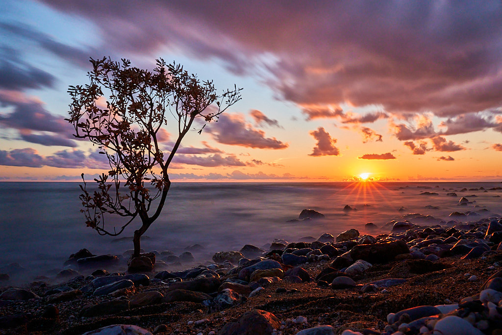Still Rooted, Yet Reaching